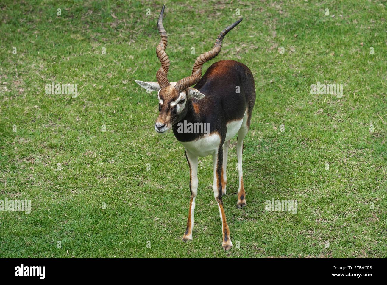 Male Blackbuck Antelope (Antilope cervicapra) Stock Photo