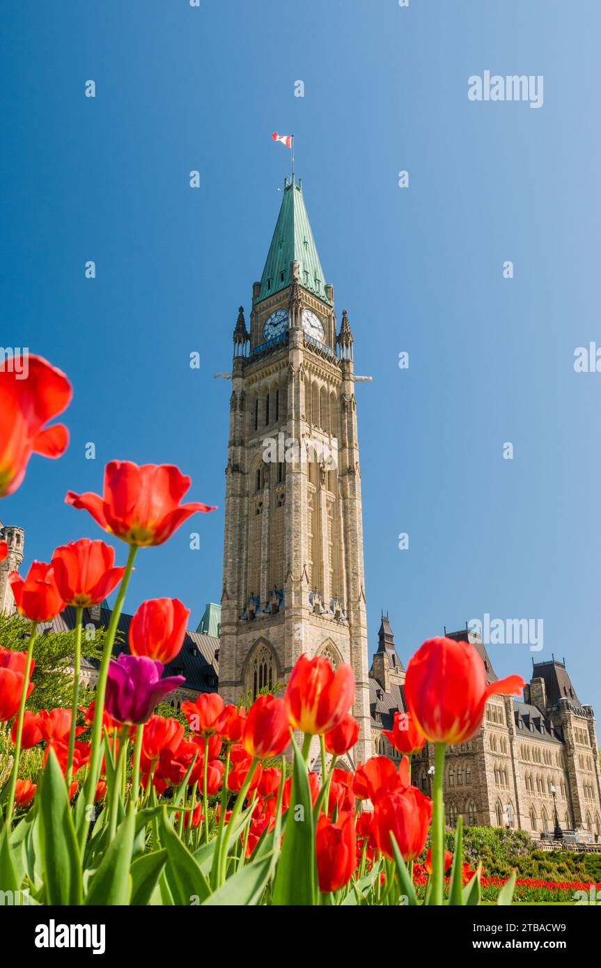 The Peace Tower of the Parliament of Canada during the Canada Tulip Festival, Ottawa, Ontario, Canada Stock Photo