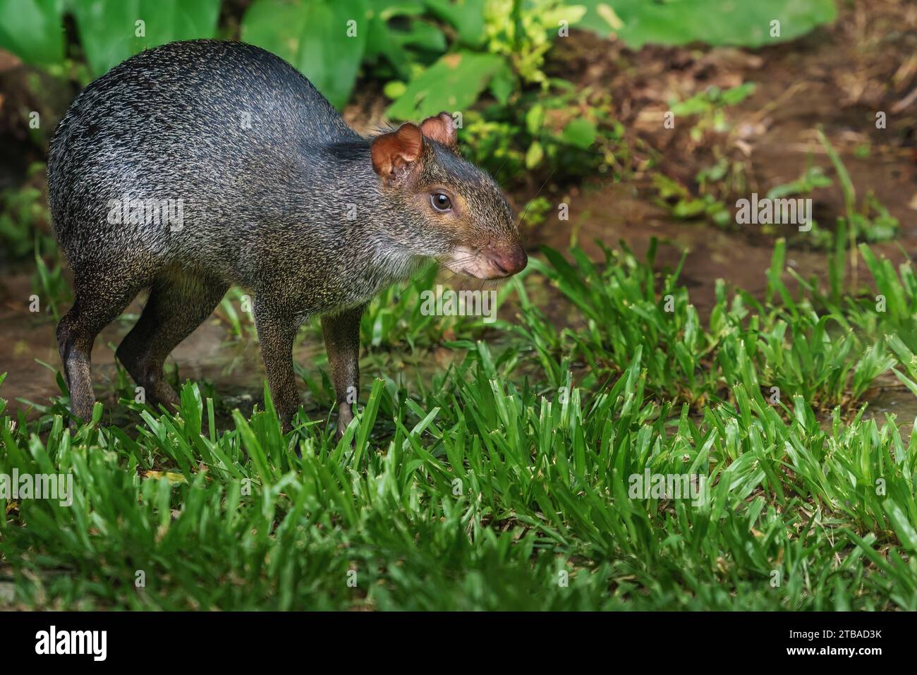 South american rodent hi res stock photography and images Alamy