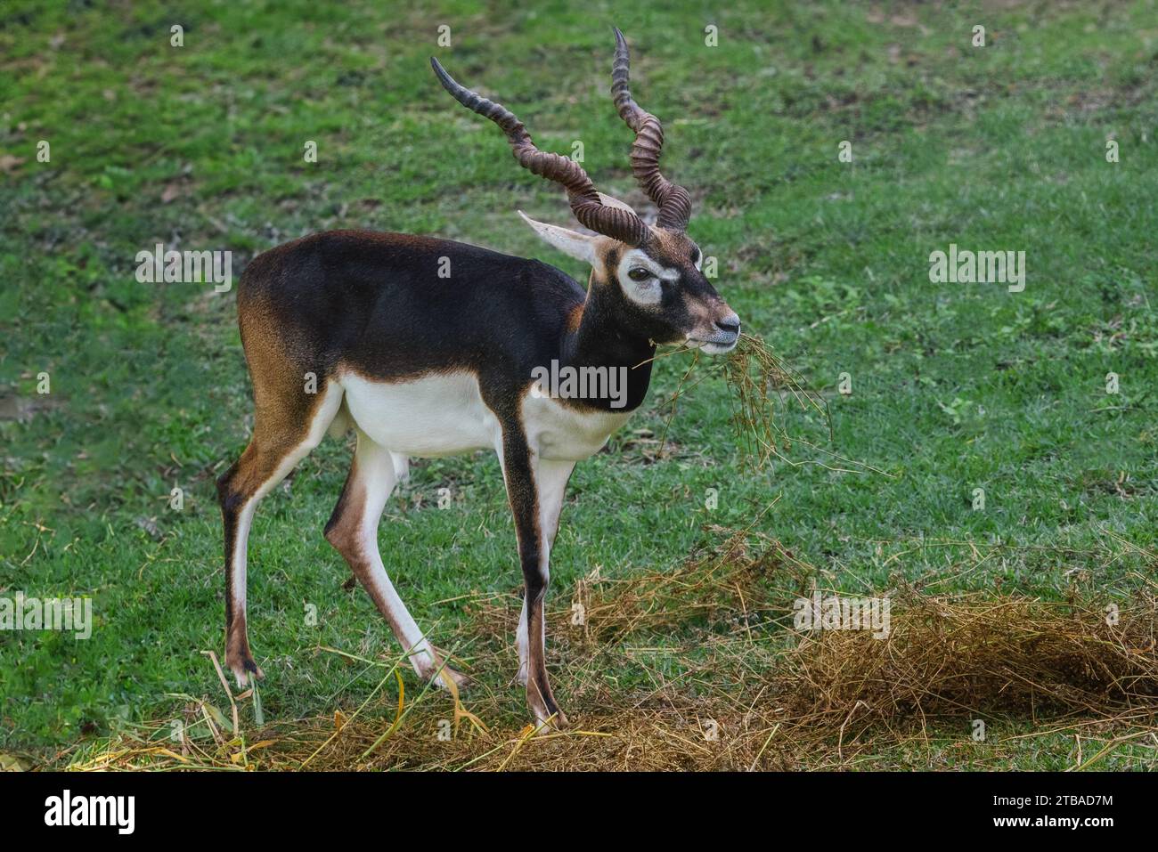 Male Blackbuck Antelope eating (Antilope cervicapra) Stock Photo
