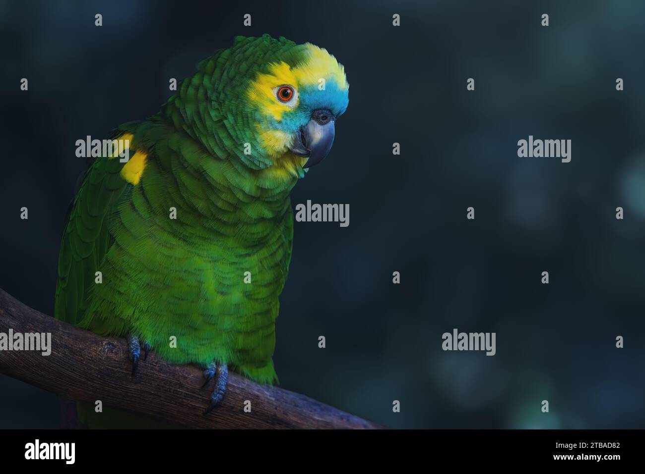 Turquoise-fronted Amazon or Blue-fronted parrot (Amazona aestiva) Stock Photo