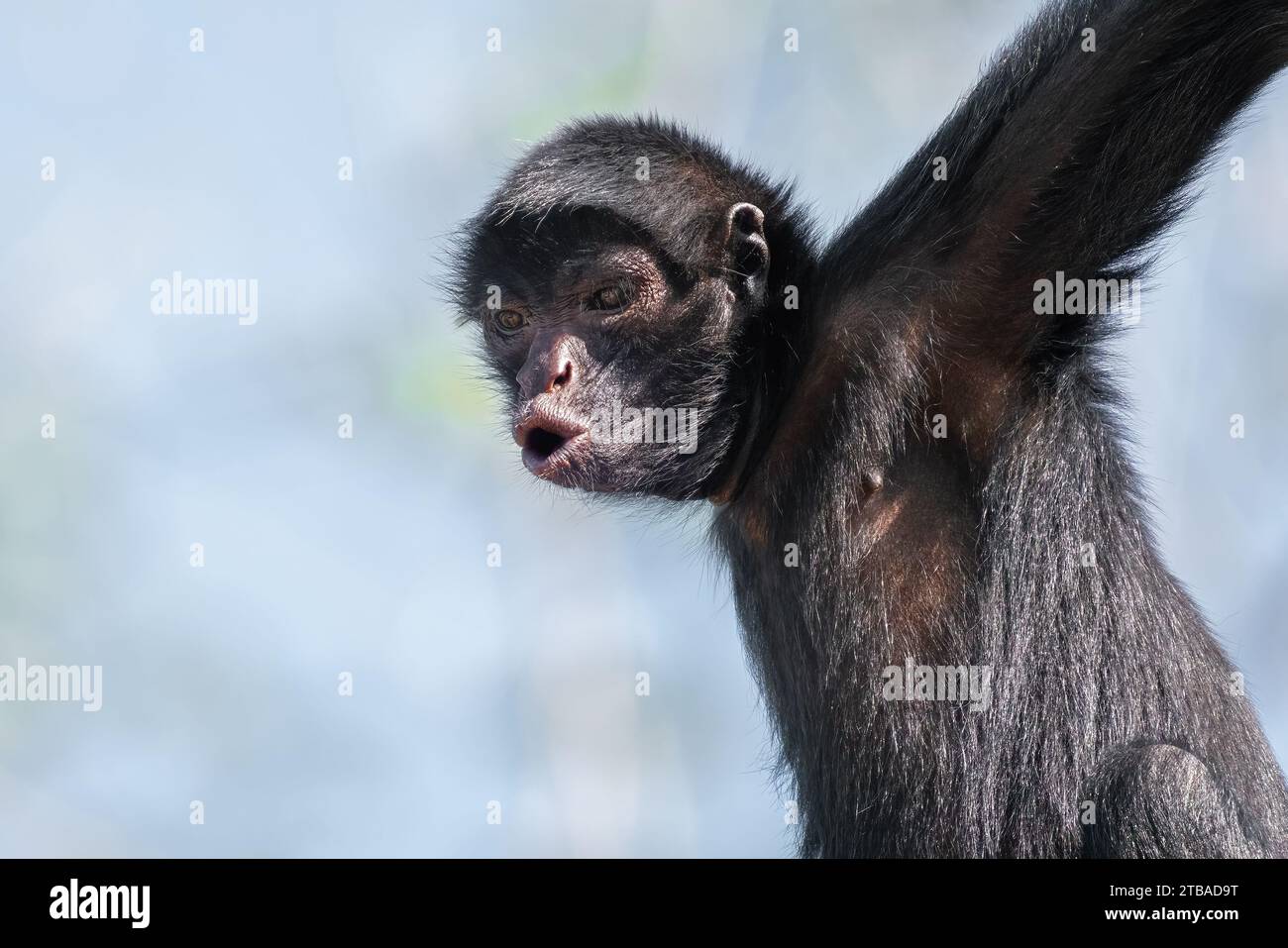 Black-faced Black Spider Monkey (Ateles chamek) - New World Monkey Stock Photo