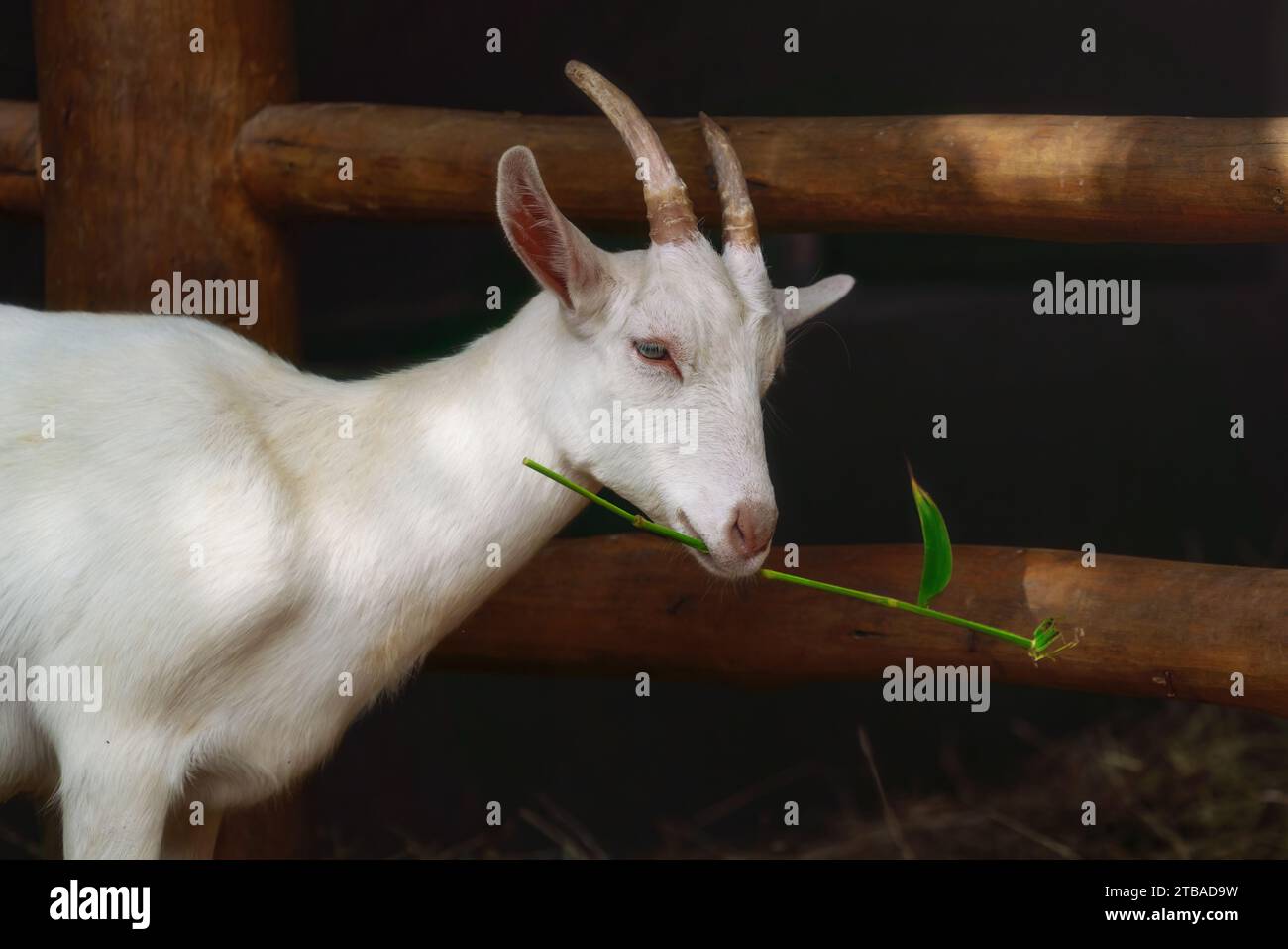 Saanen Goat eating a plant - White Domestic Goat (Capra hircus) Stock Photo
