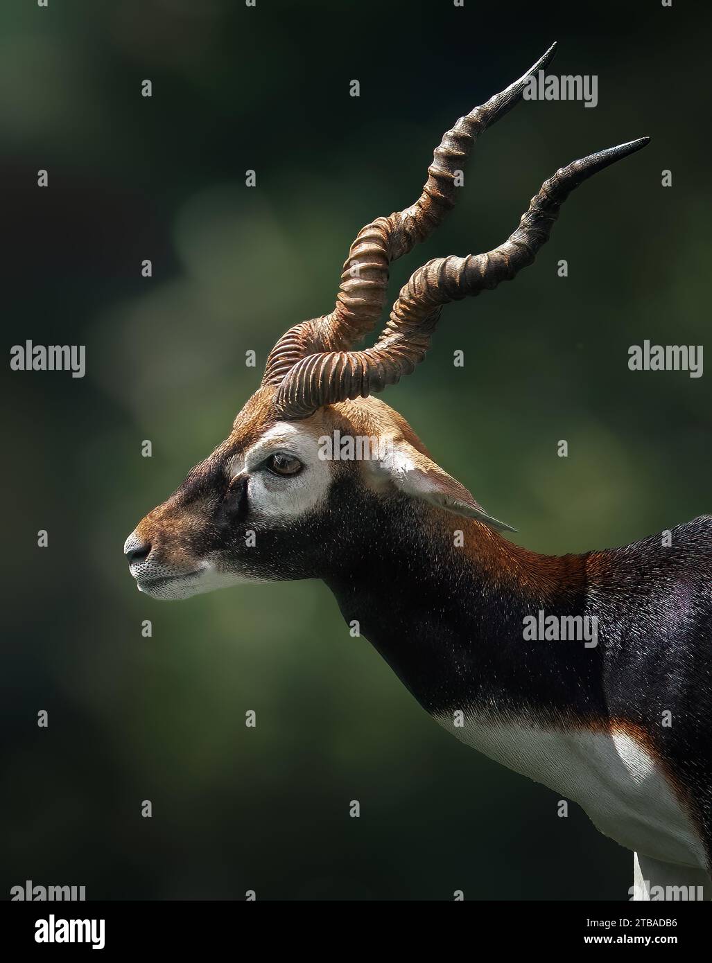 Male Blackbuck Antelope head (Antilope cervicapra) Stock Photo