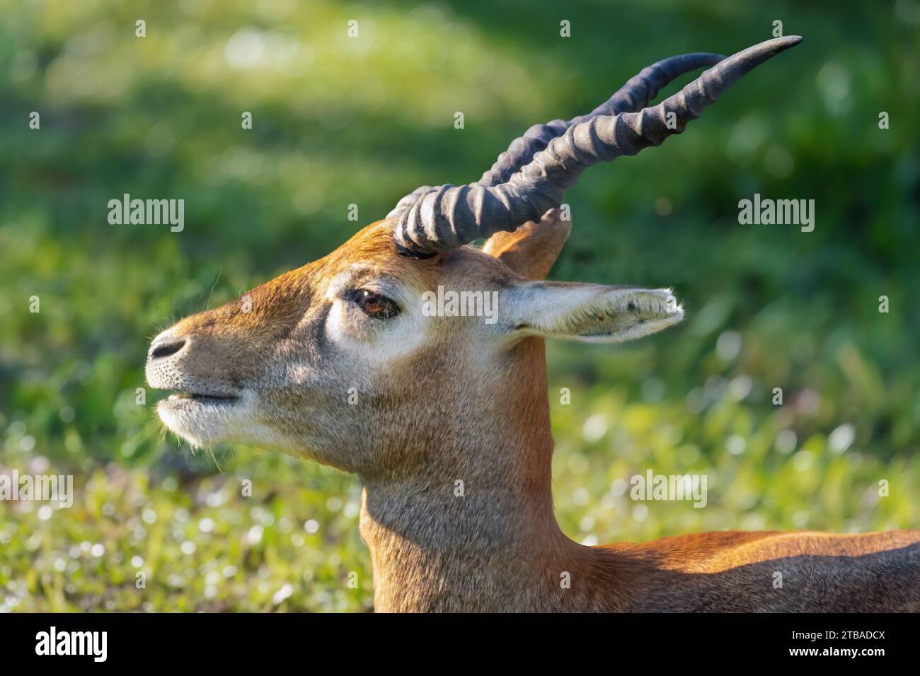 Young Male Blackbuck Antelope head (Antilope cervicapra) Stock Photo