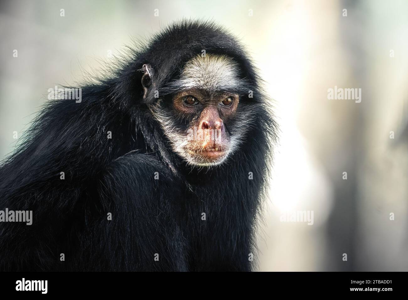 White-cheeked Spider Monkey (Ateles marginatus) - New World Monkey