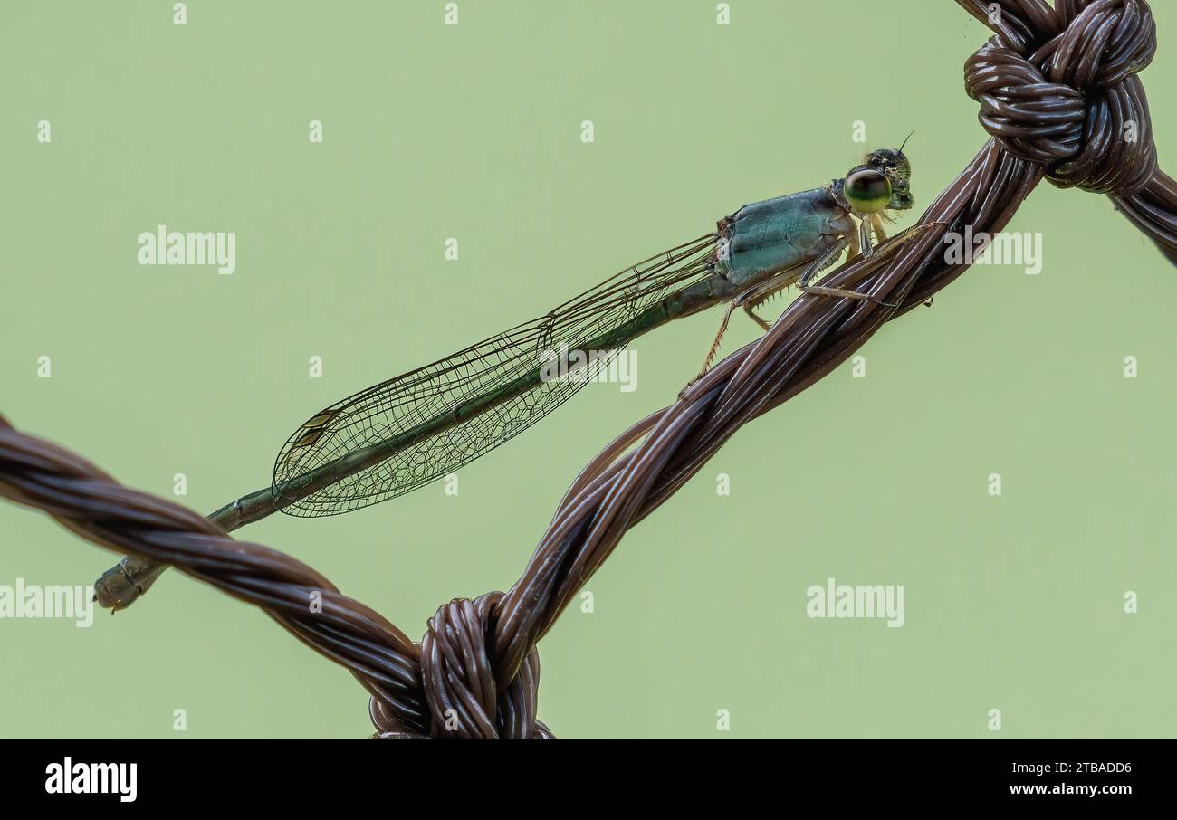 Forktail Damselfly (Ischnura sp.) - Flying insect Stock Photo