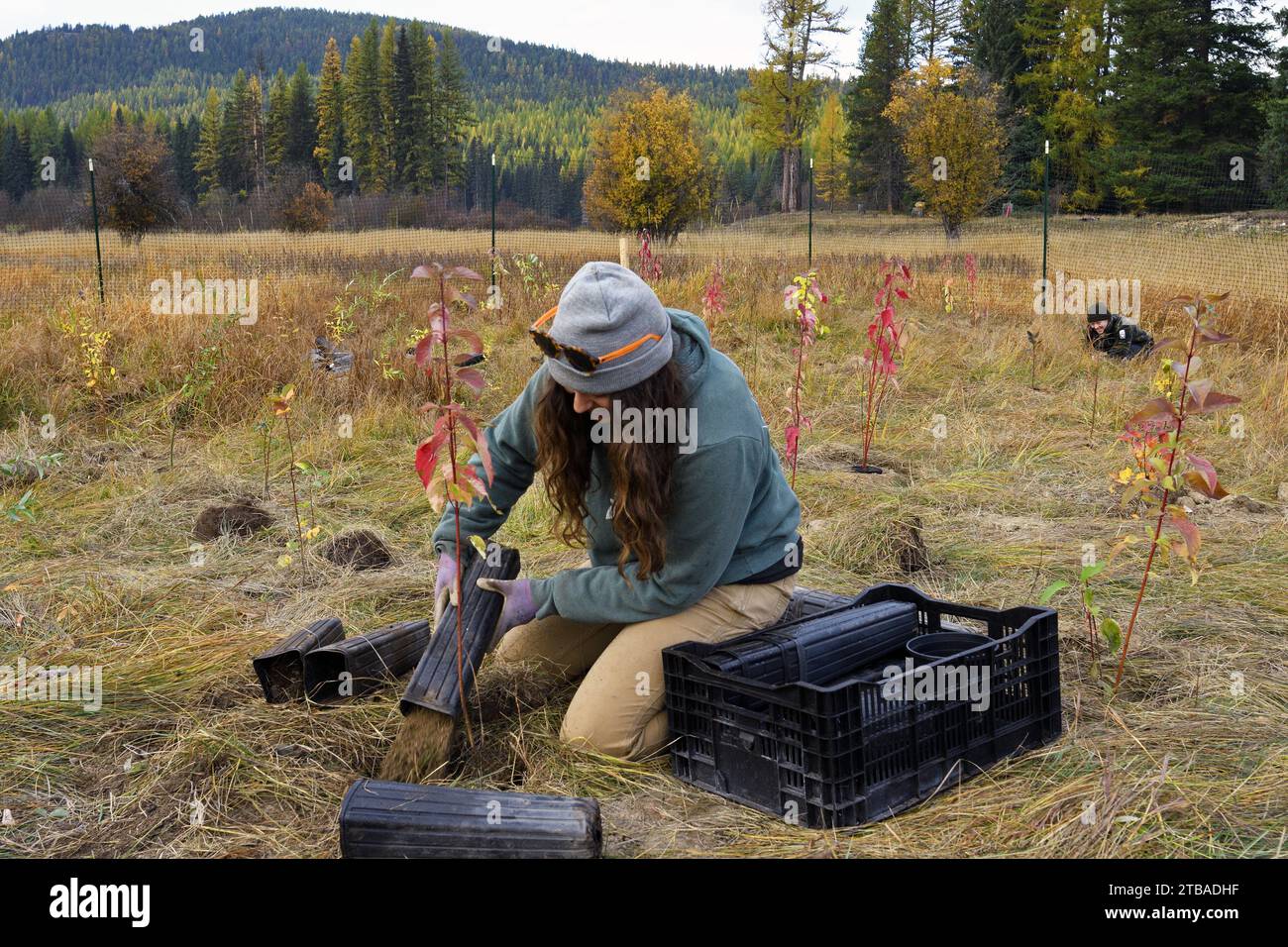 Tree planting by Forestoration at Vital Ground Broadie Habiat Preserve property in fall. Yaak Valley, northwest Montana. Stock Photo