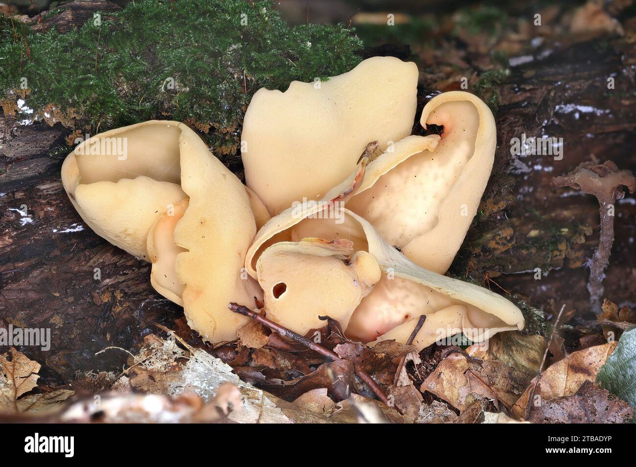 hare's ear (Otidea onotica), fruiting bodies on mossy forest ground, Germany, Mecklenburg-Western Pomerania Stock Photo