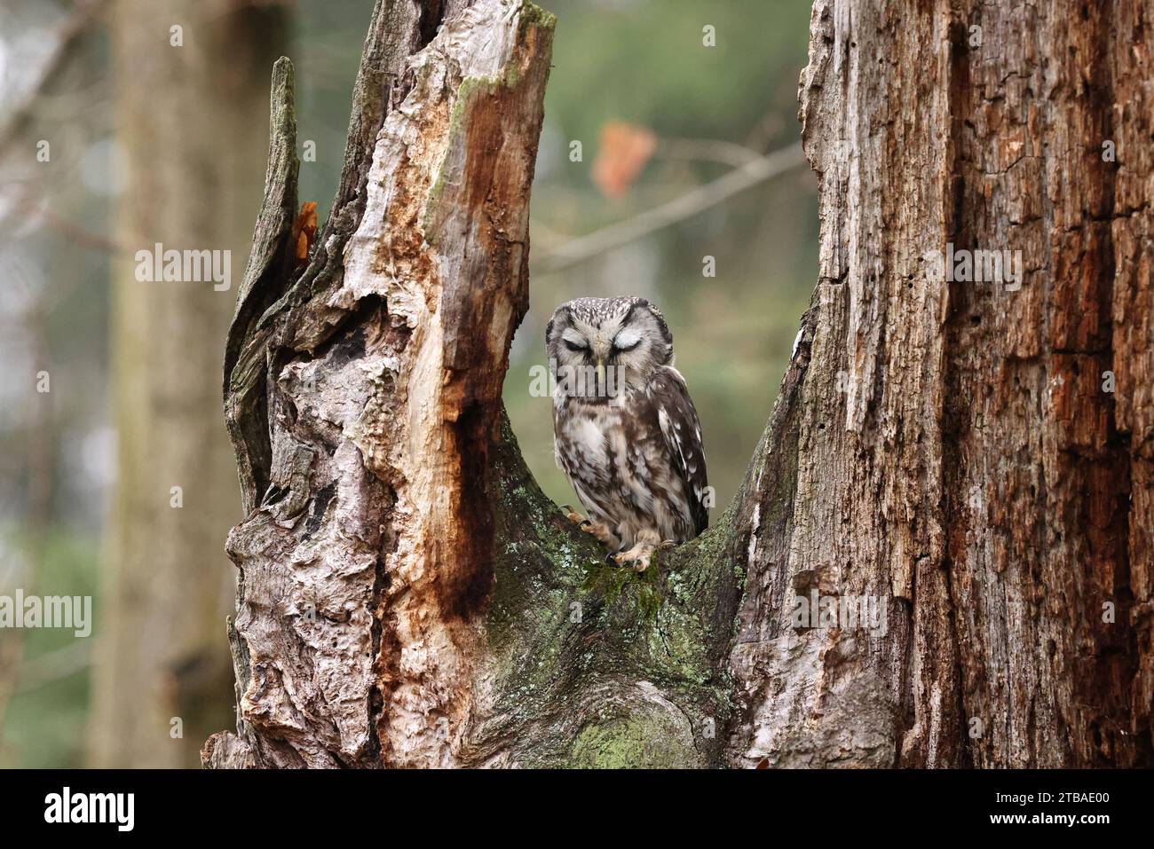 boreal owl, Tengmalm's owl, Richardson's owl (Aegolius funereus), sitting on a tree, sleeping, Czech Republic, Domazlice Stock Photo