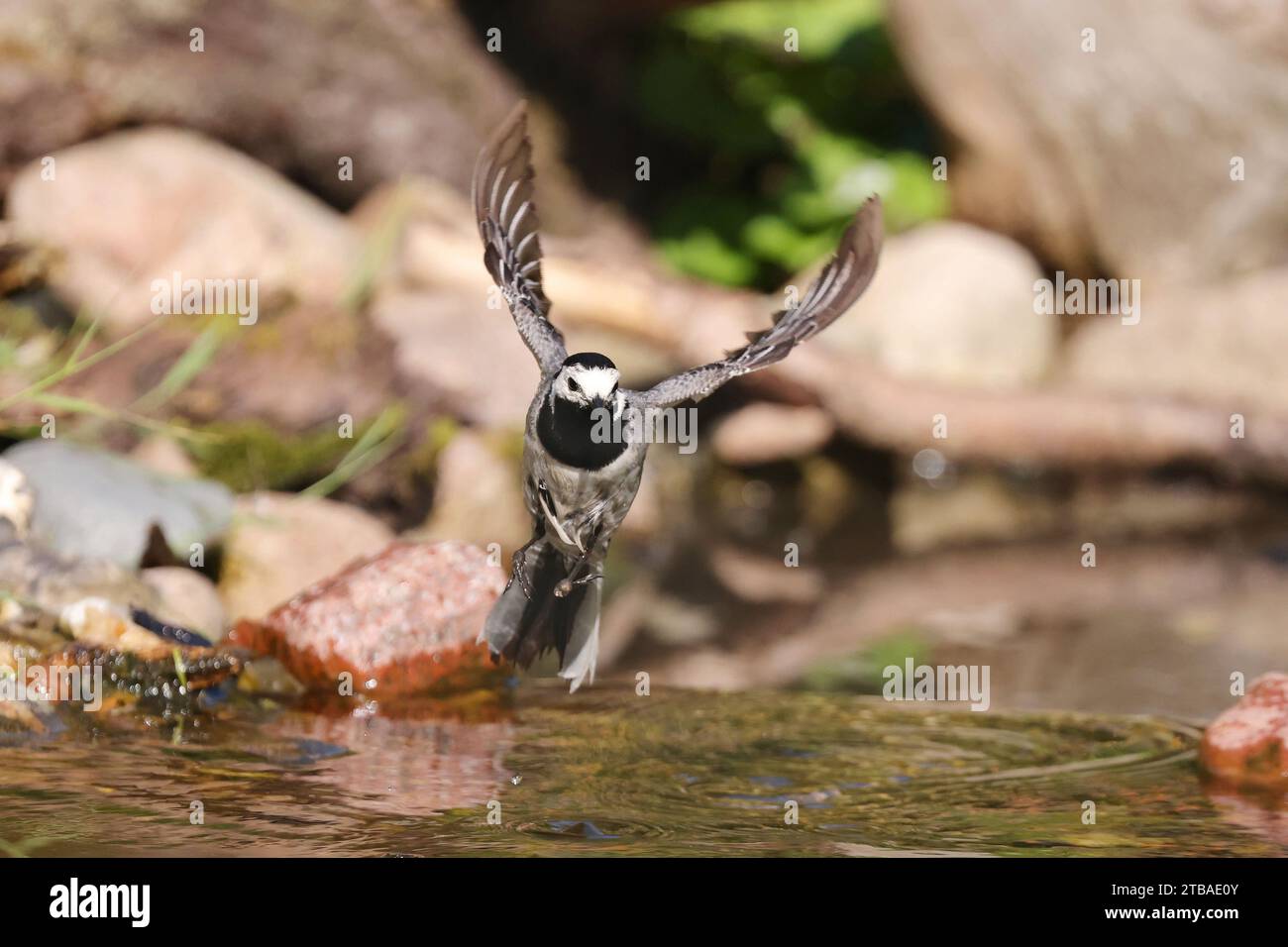 wagtail, white wagtail (Motacilla alba), starting from a brook, front view, Germany, Mecklenburg-Western Pomerania Stock Photo