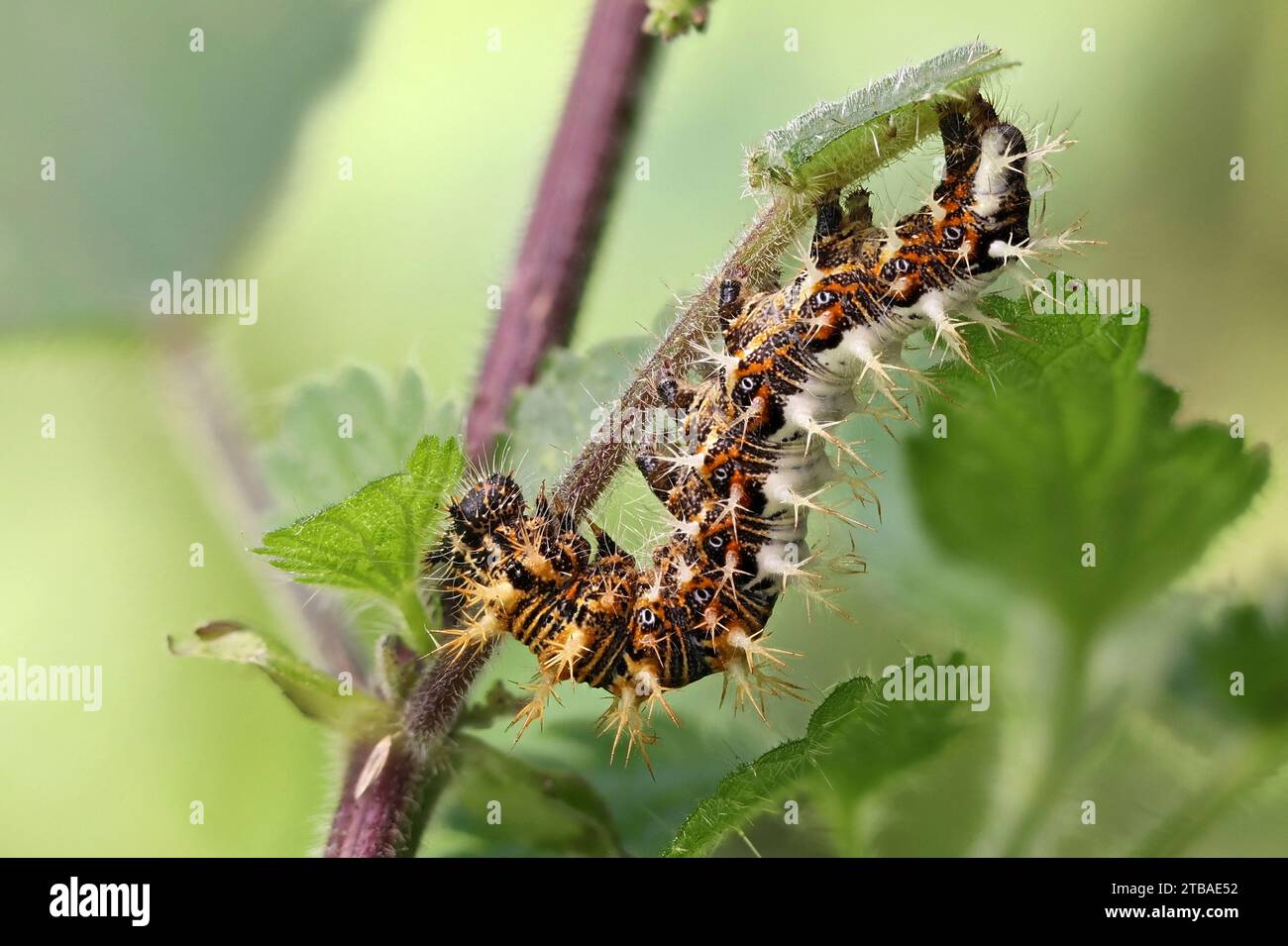 comma (Polygonia c-album, Comma c-album, Nymphalis c-album), caterpillar at stinging nettle, Germany, Mecklenburg-Western Pomerania Stock Photo