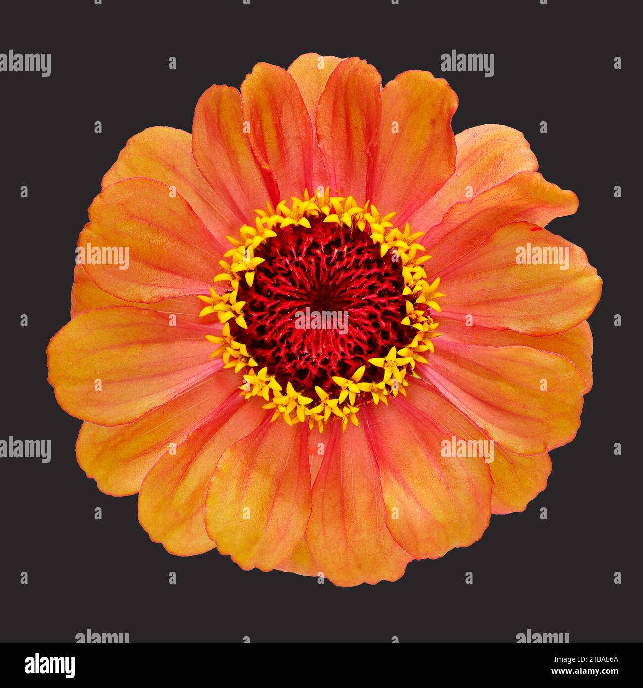 Zinnia, Youthandoldage, Common Zinnia (Zinnia elegans), salmon