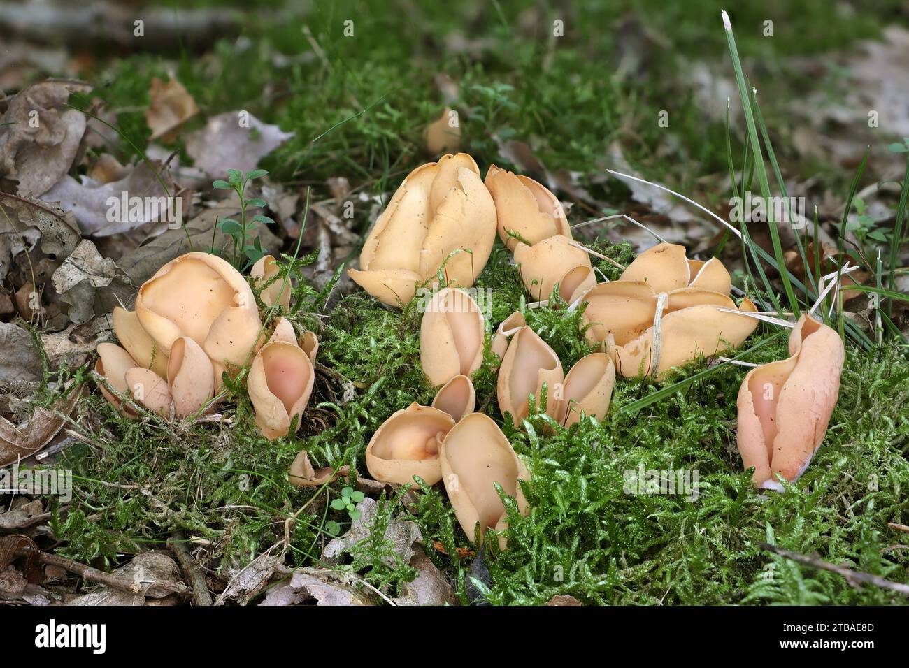 hare's ear (Otidea onotica), fruiting bodies on mossy forest ground, Germany, Mecklenburg-Western Pomerania Stock Photo