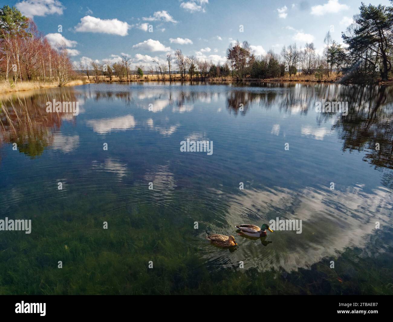 flooded Waskolk with mallard duck pair, Netherlands, Gelderland, Hoge Veluwe National Park, Deelen Stock Photo