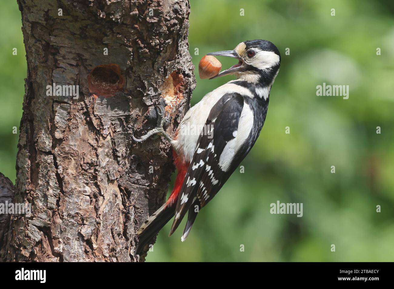 Great spotted woodpecker (Picoides major, Dendrocopos major), female with hazelnut at seed-cracking sites, Germany, Mecklenburg-Western Pomerania Stock Photo