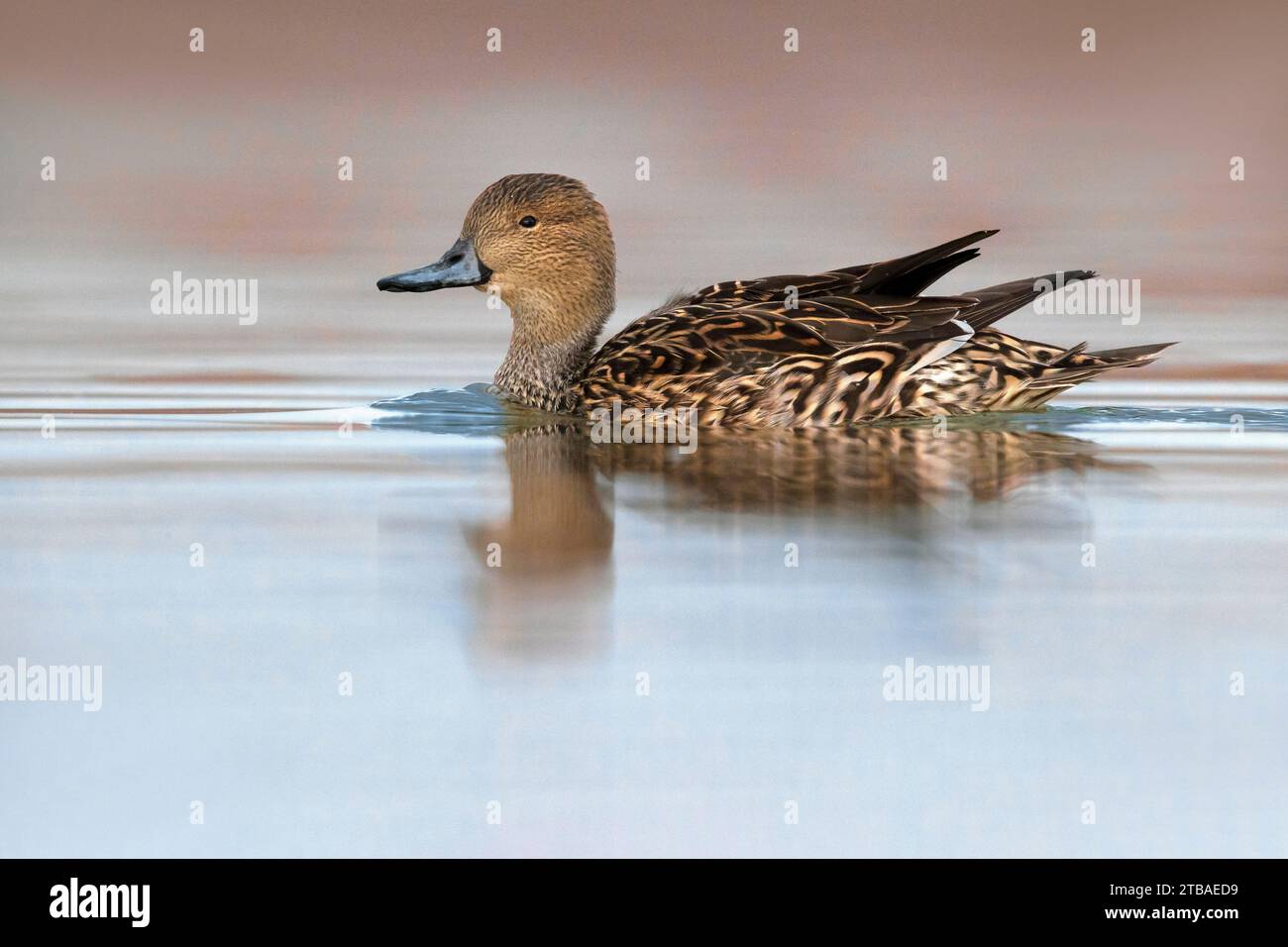 northern pintail, pintail (Anas acuta), swimming female, side view, Italy, Tuscany, Colli Alti, Firenze; Signa; Stock Photo