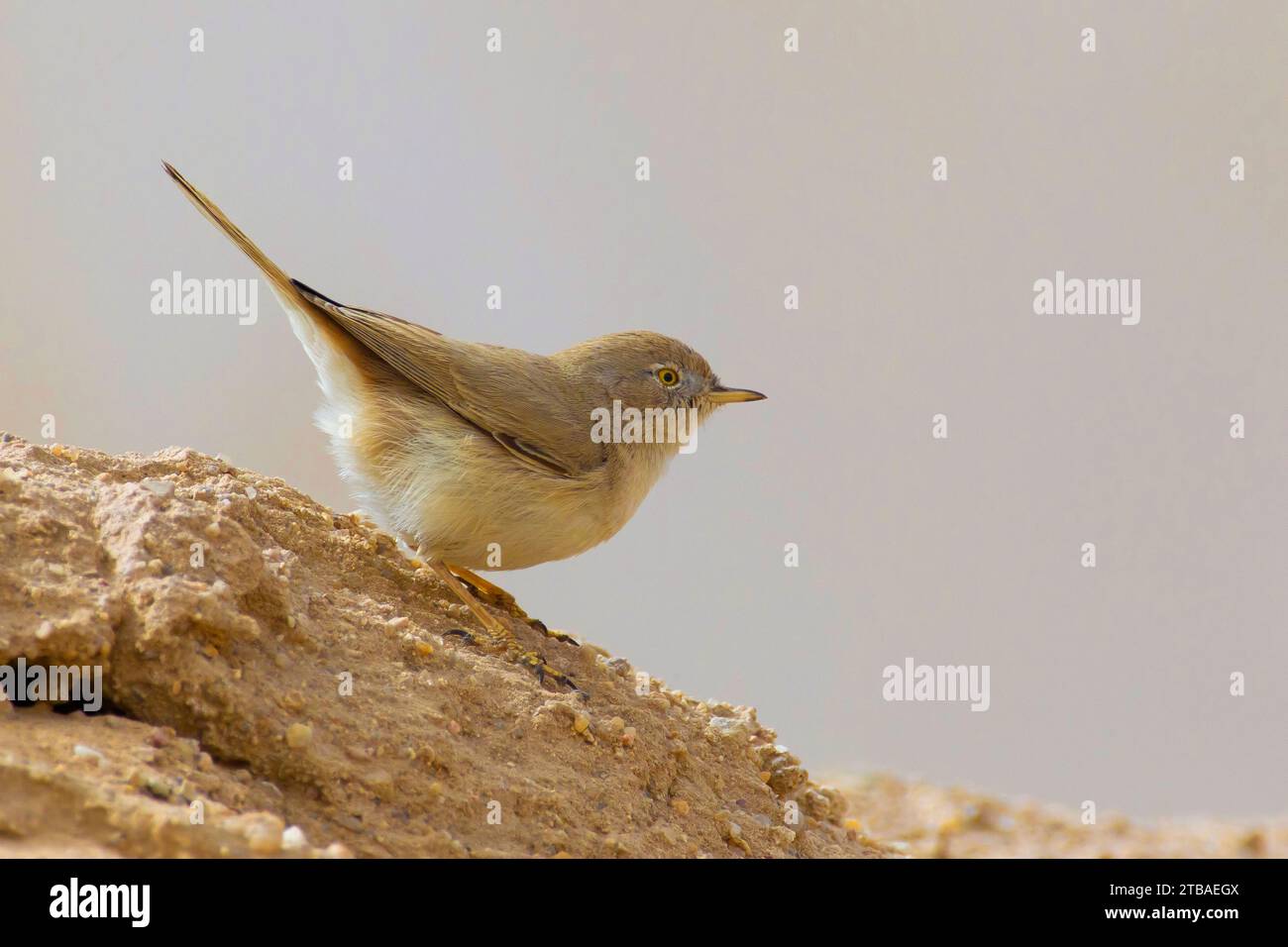 Asian desert warbler (Sylvia nana), perching on soil, side view, Kuwait Stock Photo