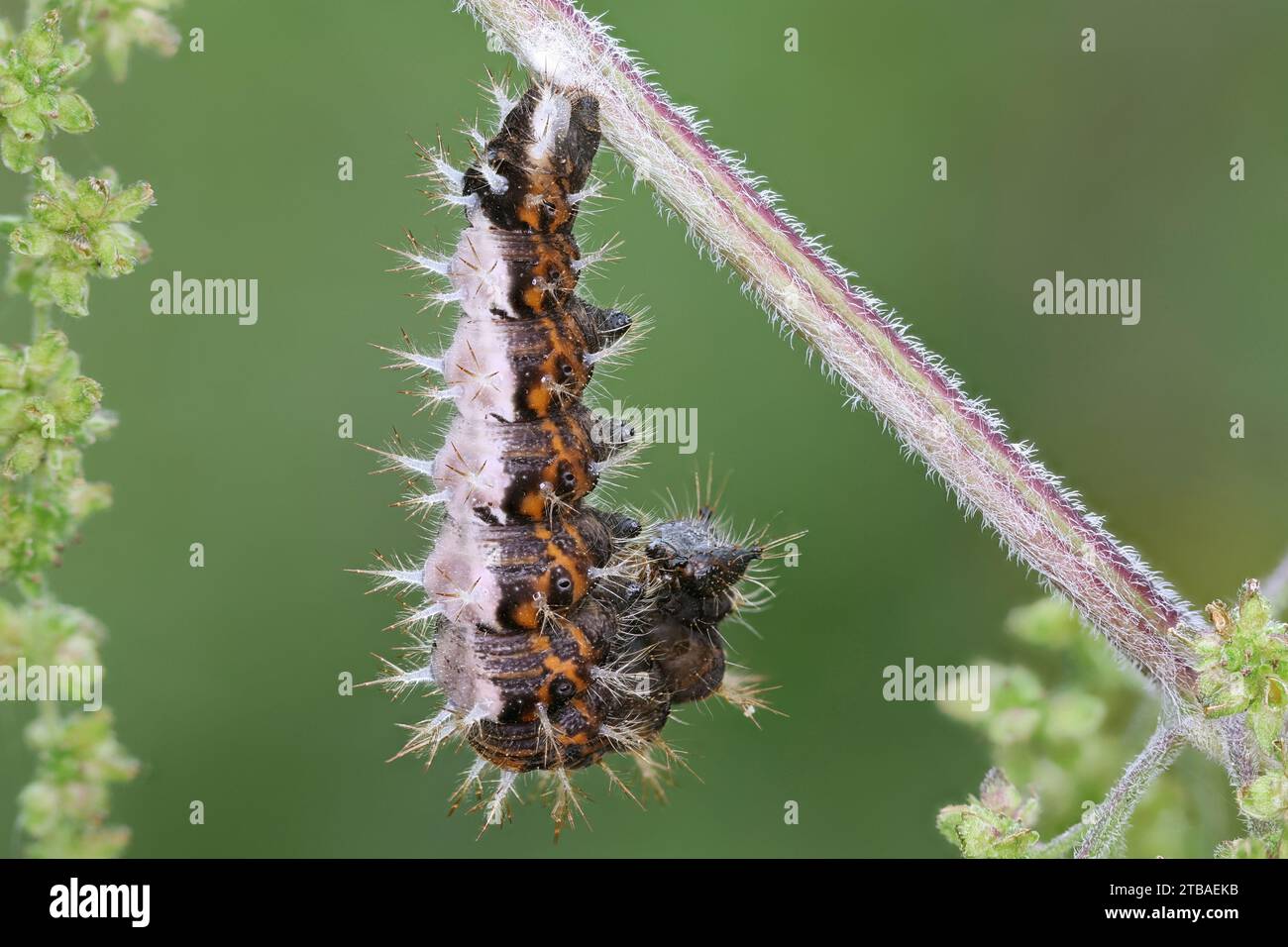 comma (Polygonia c-album, Comma c-album, Nymphalis c-album), caterpillar pupating at a burning nettle, side view, Germany, Mecklenburg-Western Stock Photo