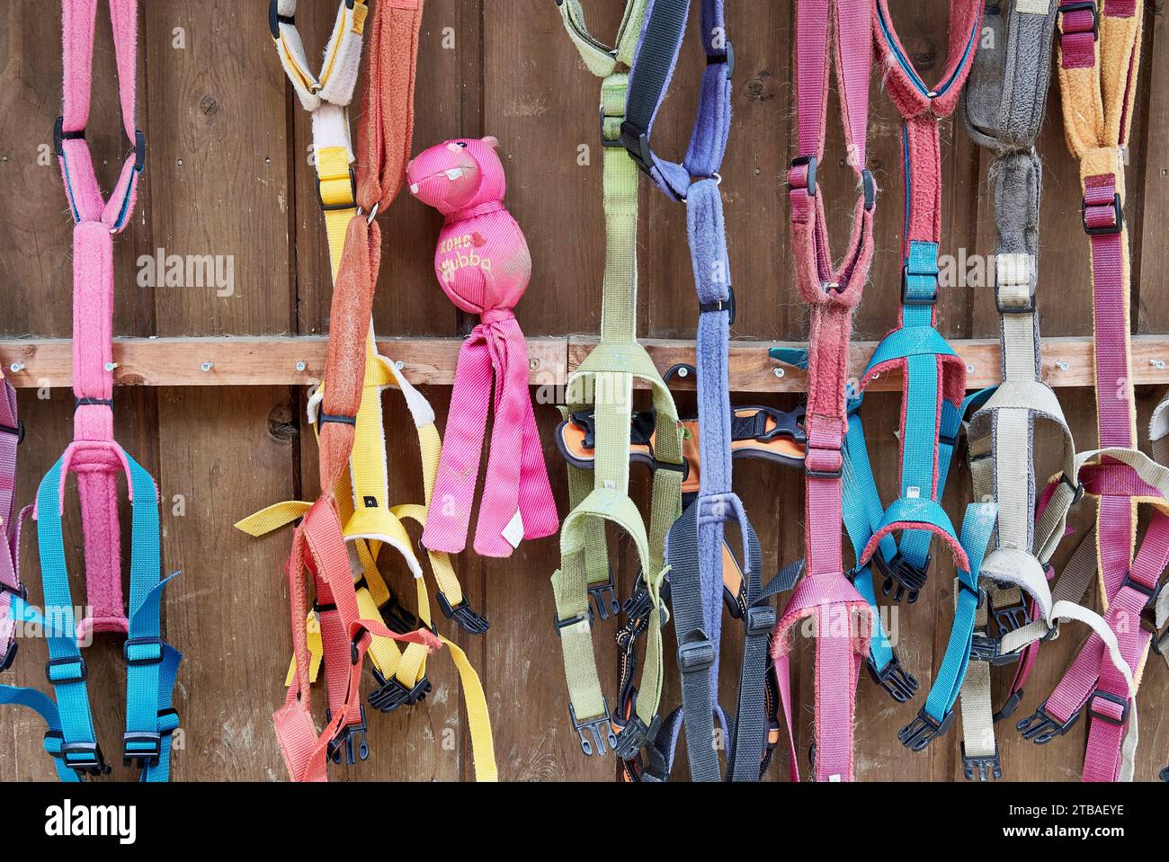 Harnesses hi-res stock photography and images - Alamy