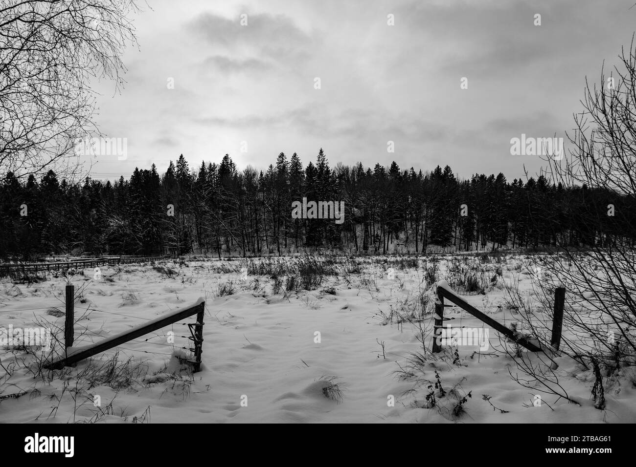 Landscape spruce in forest Black and White Stock Photos & Images - Alamy