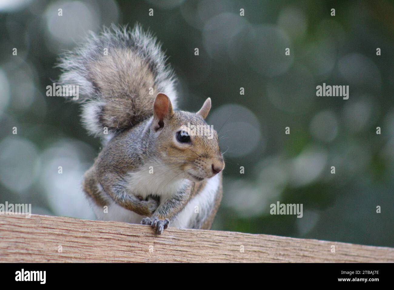 Gray squirrel Stock Photo