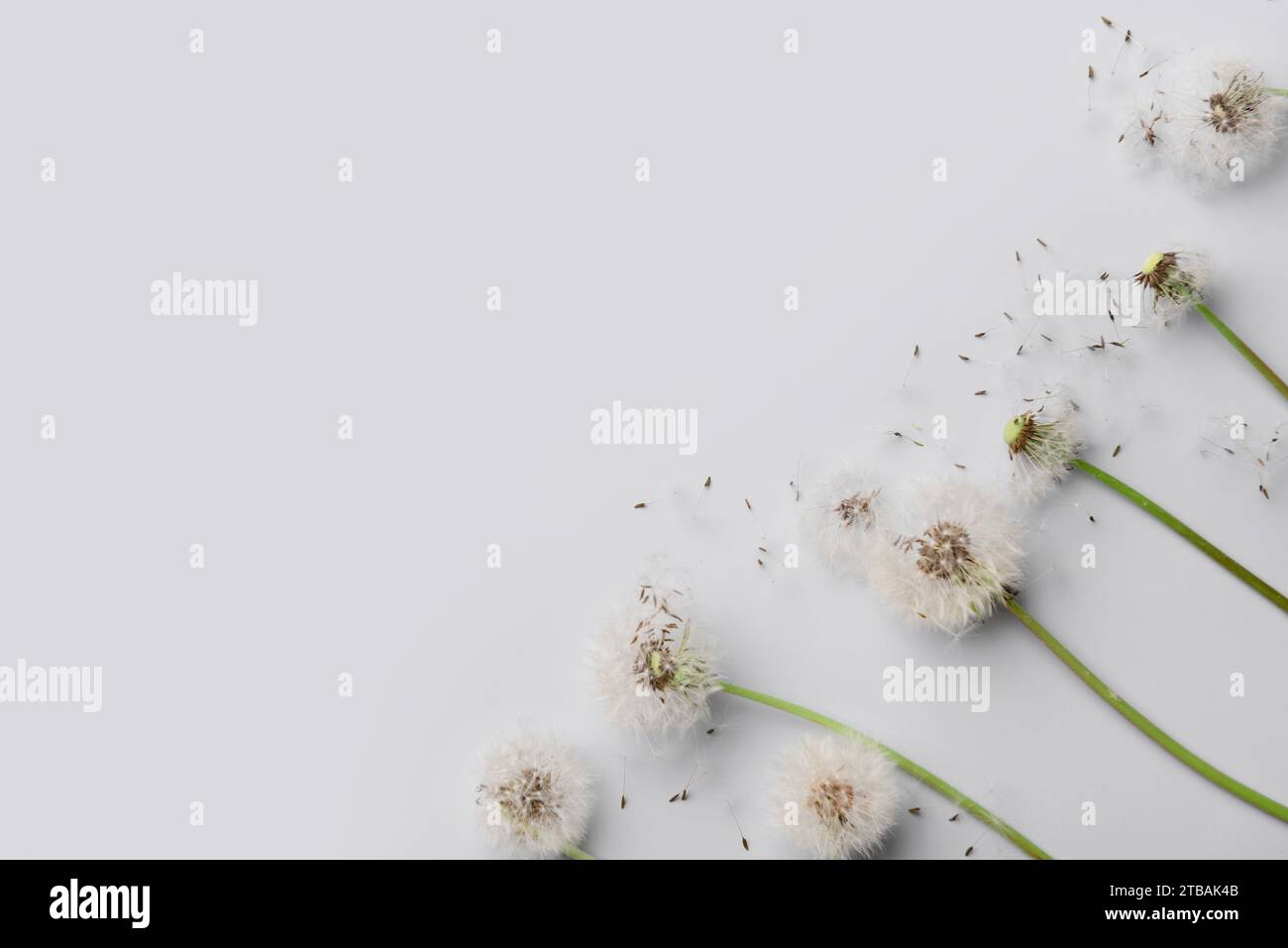 Dandelion seeds top view hi-res stock photography and images - Alamy