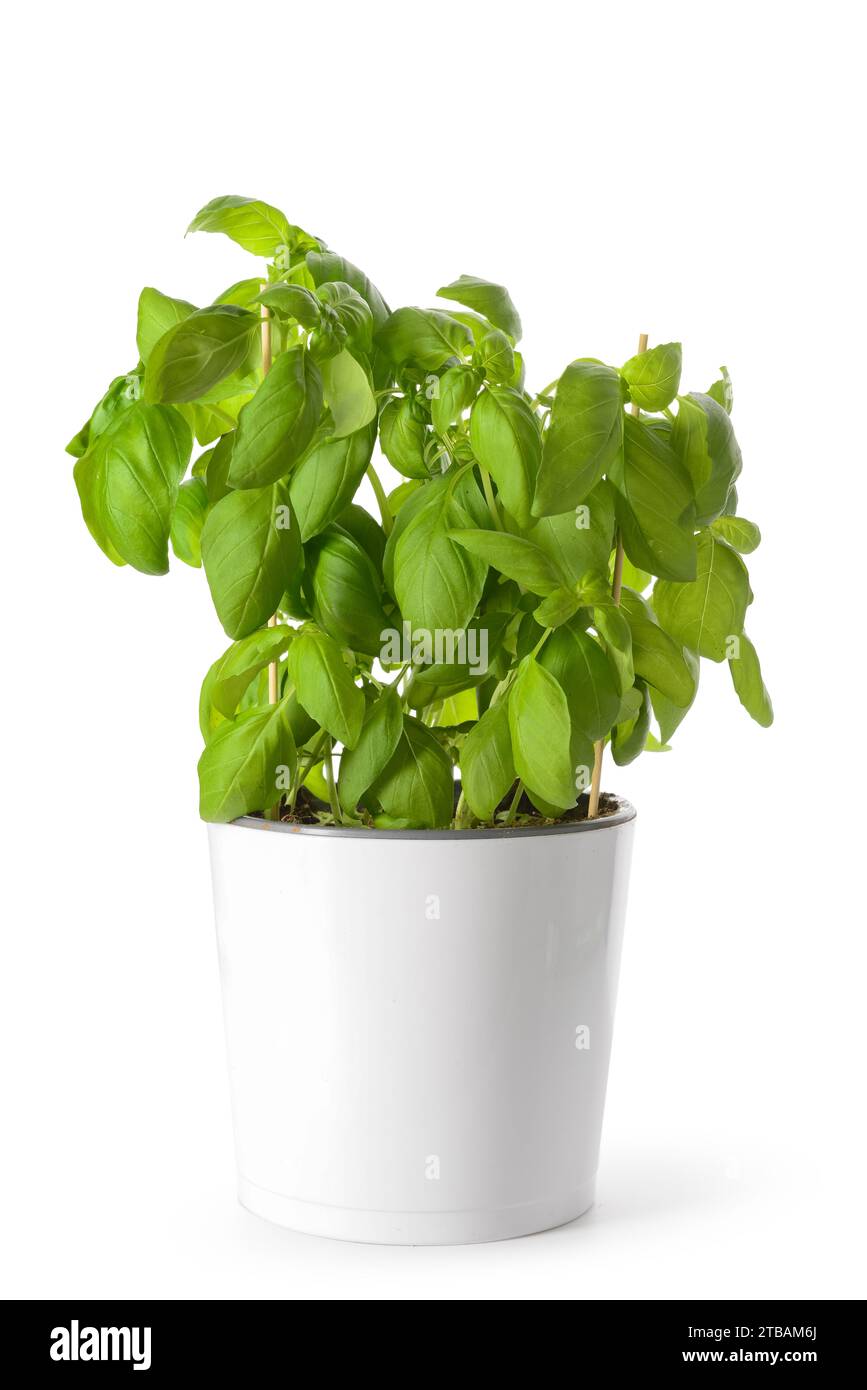 Pot with fresh green basil on white background Stock Photo - Alamy