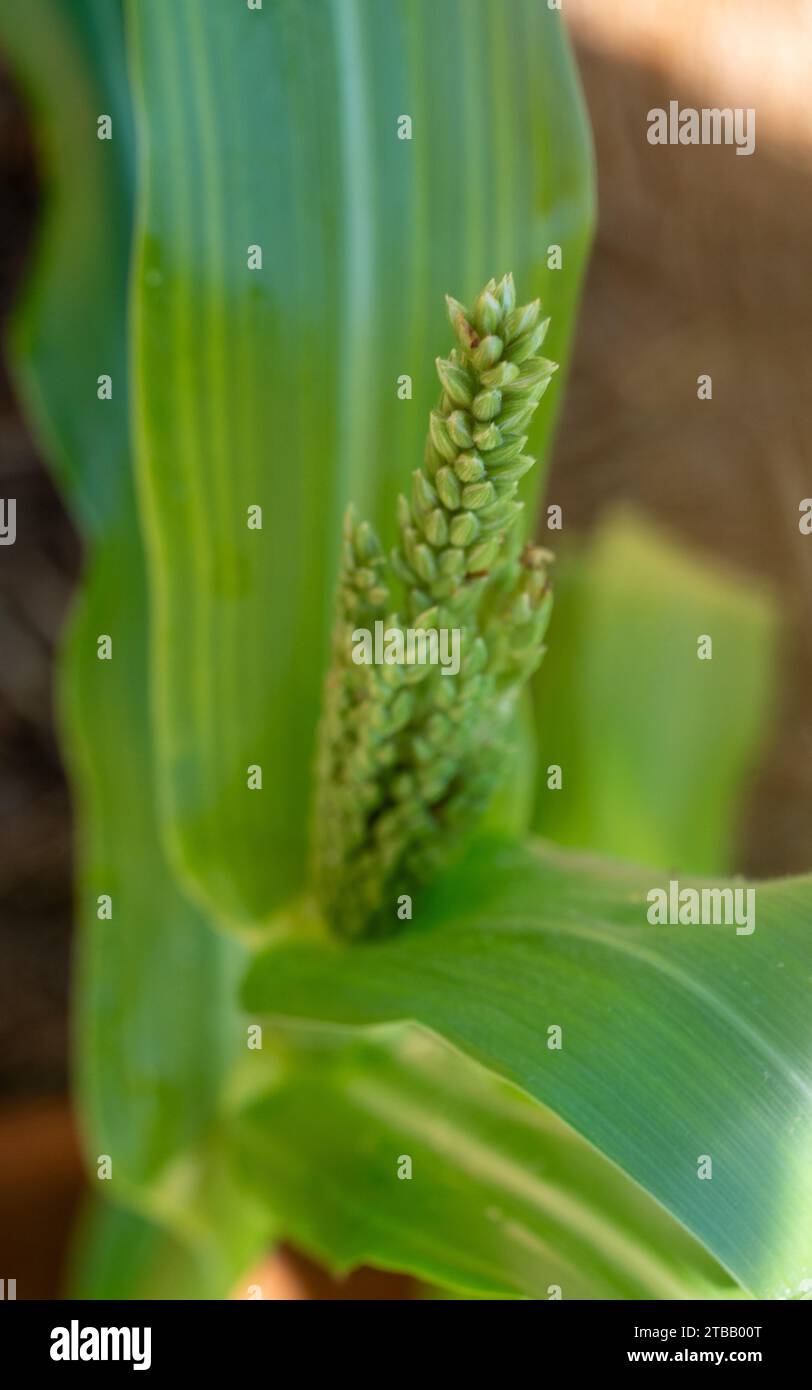 Corn growth stages hires stock photography and images Alamy