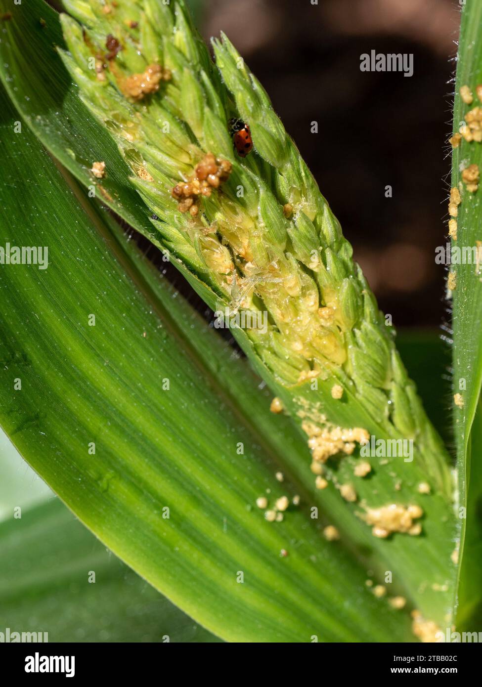 Helpful Ladybird bugs trying to protect the Tassel (flower) of a corn