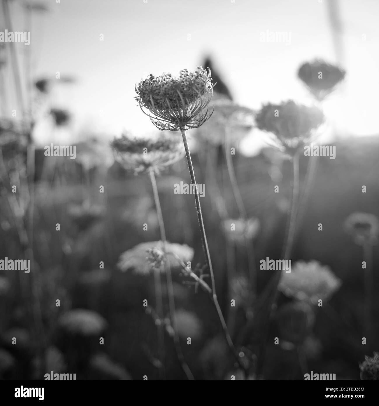 White flowers weeds Black and White Stock Photos & Images - Alamy