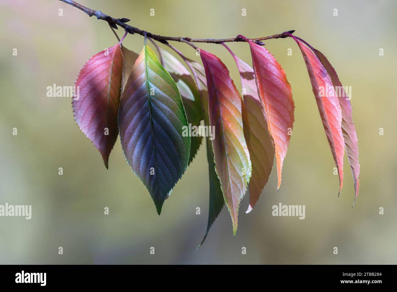 A Branch of Colorful Autumn Leaves Stock Photo