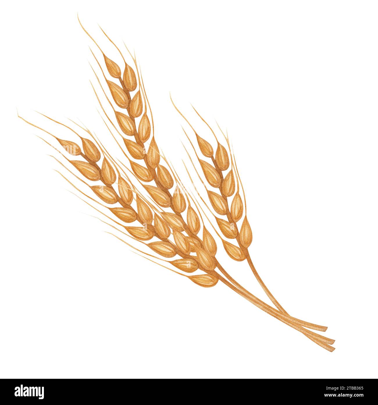 Wheat clipart hi-res stock photography and images - Alamy