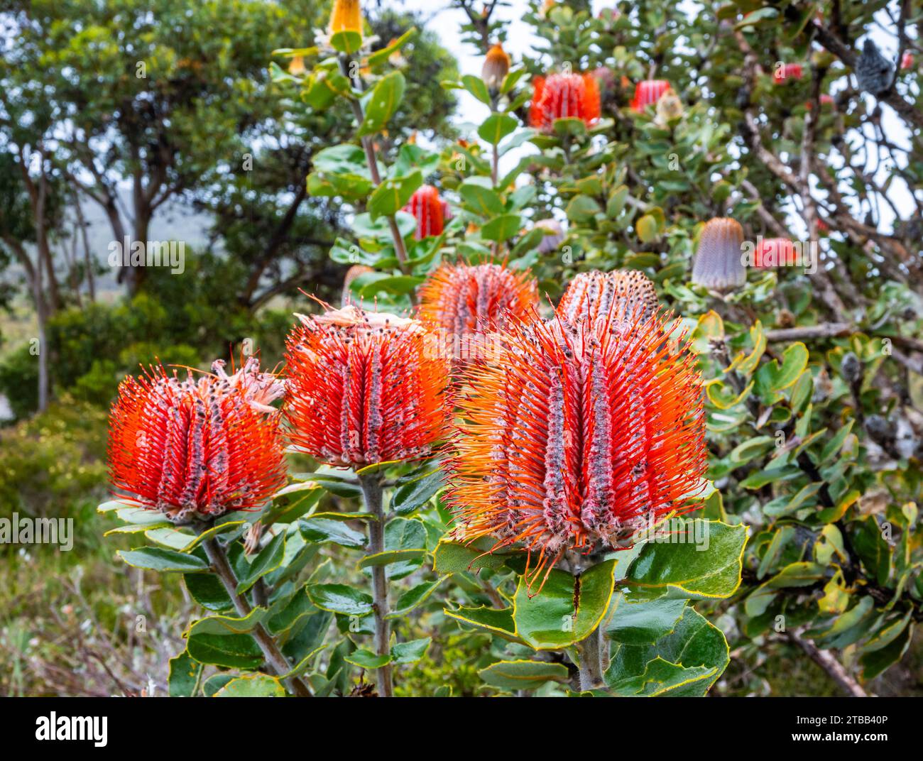 Banksia plant in western australia hi-res stock photography and images -  Alamy
