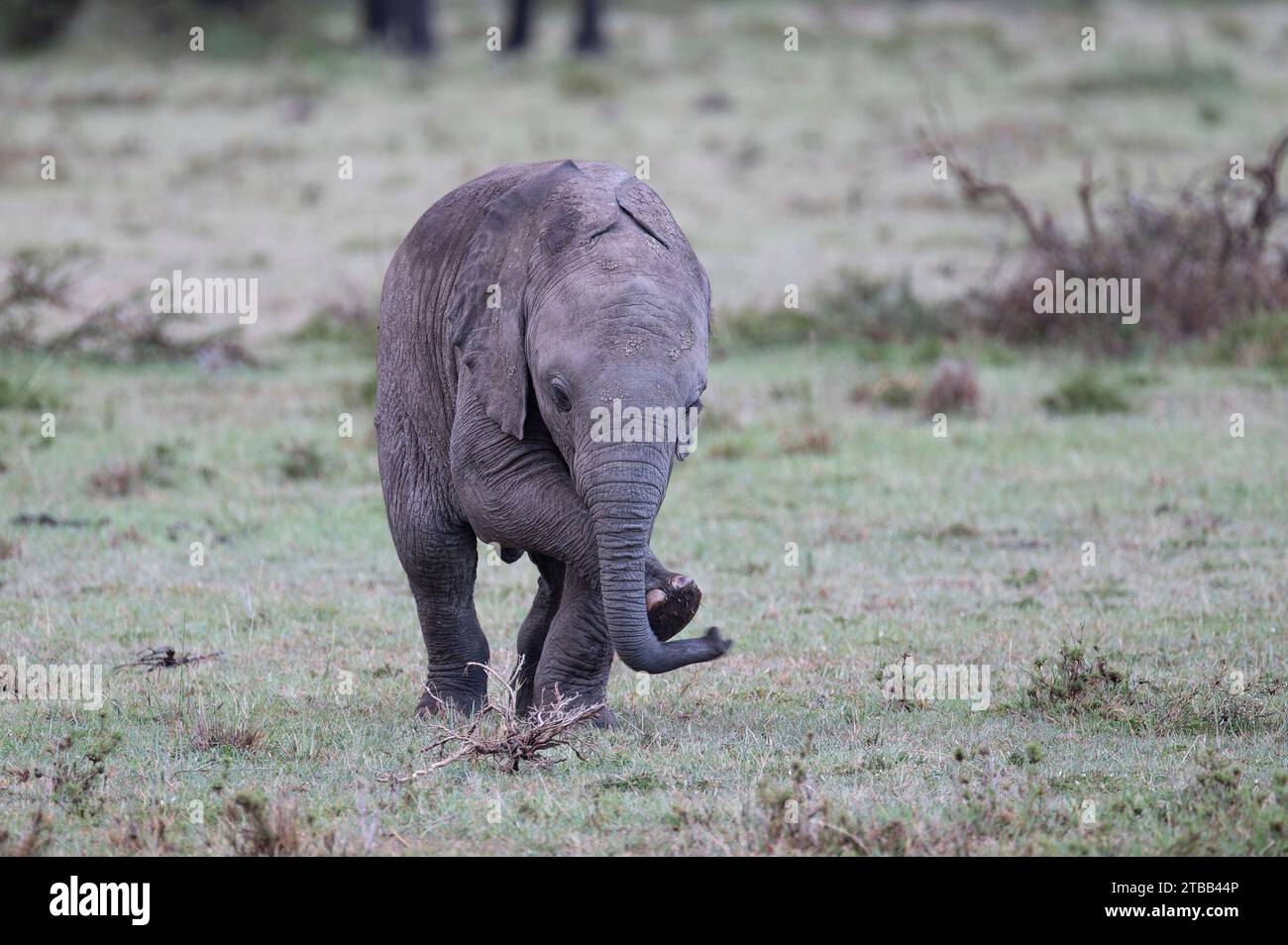 African bush elephant calf Stock Photo - Alamy