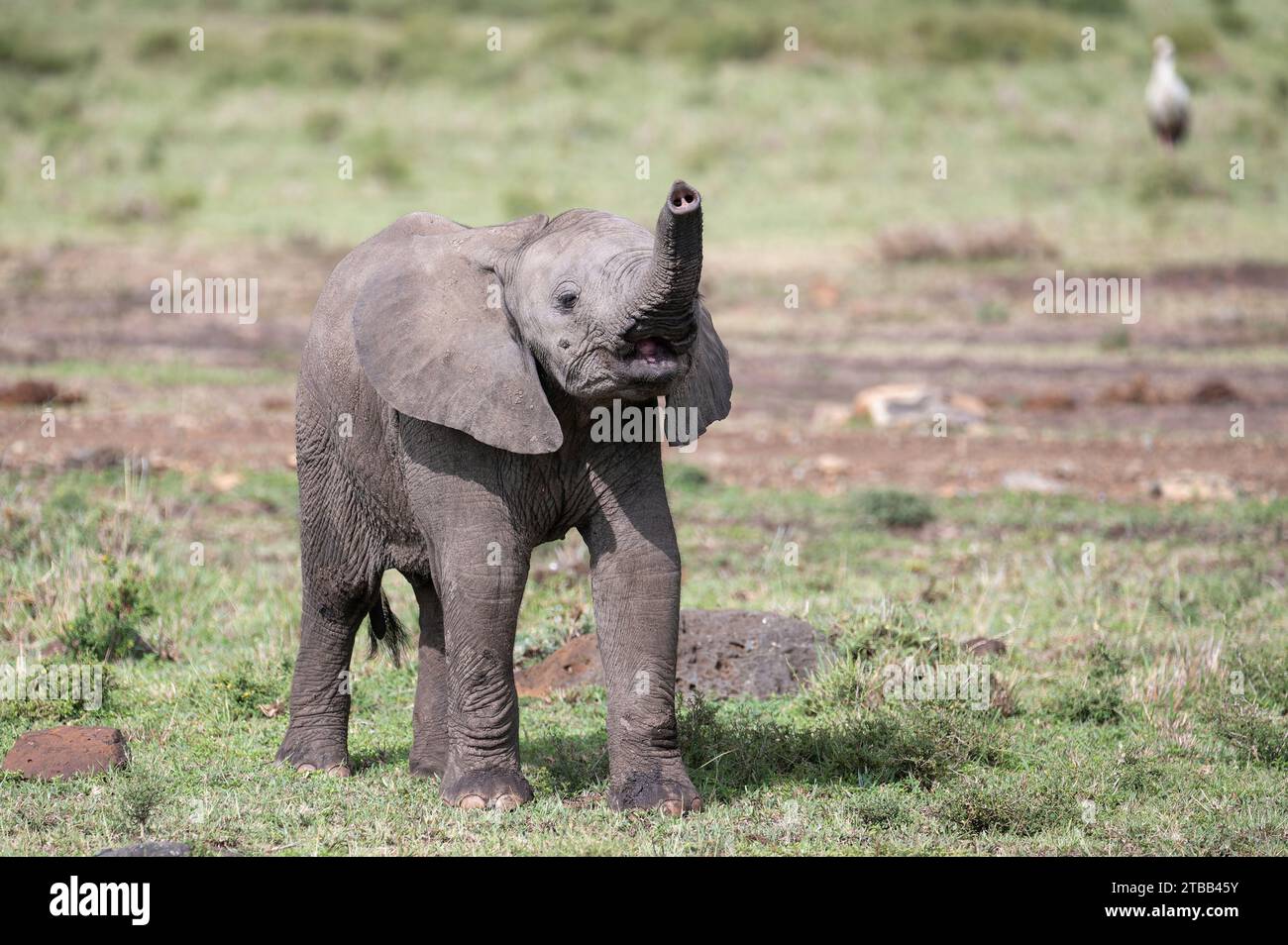 African bush elephant calf Stock Photo - Alamy