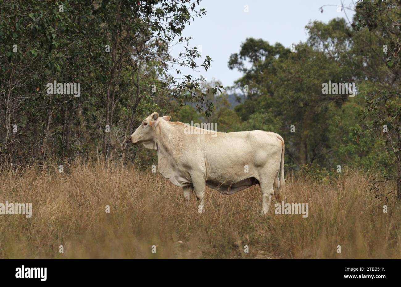 Profile of a cow in a paddock with grass and trees Stock Photo