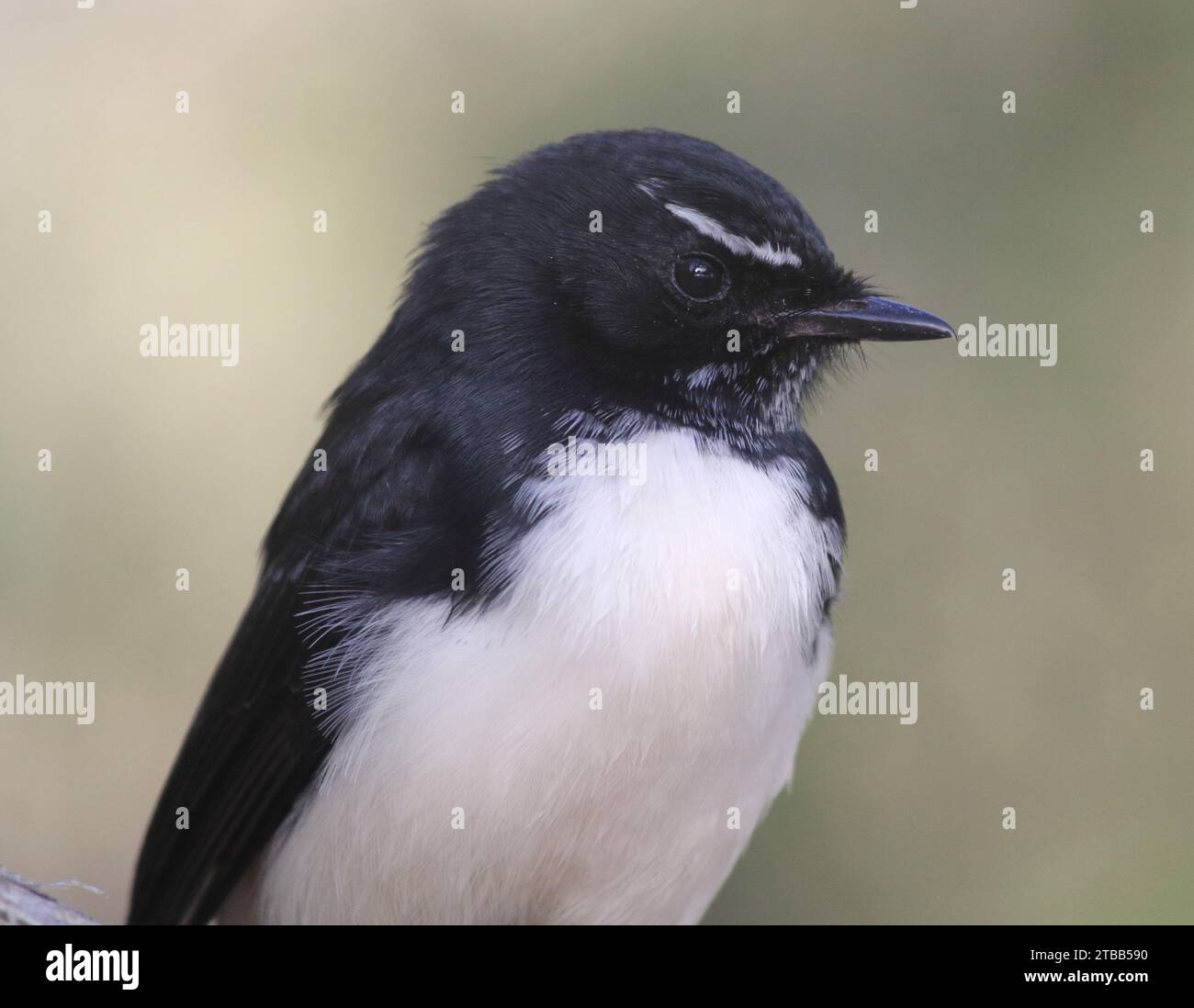 Portrait of a black and white willie wagtail bird in Australia Stock Photo