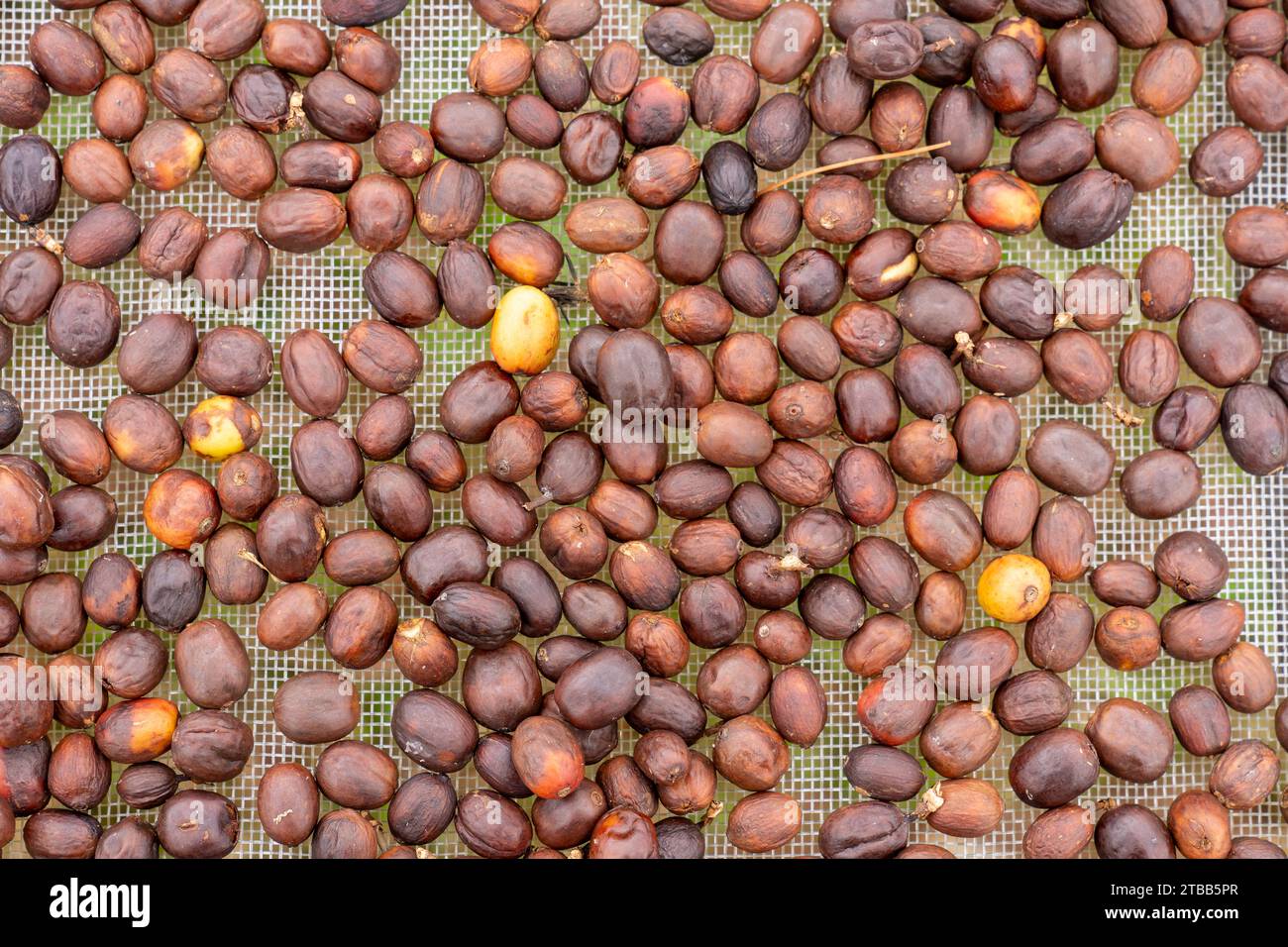 Green coffee beans background hi-res stock photography and images - Alamy