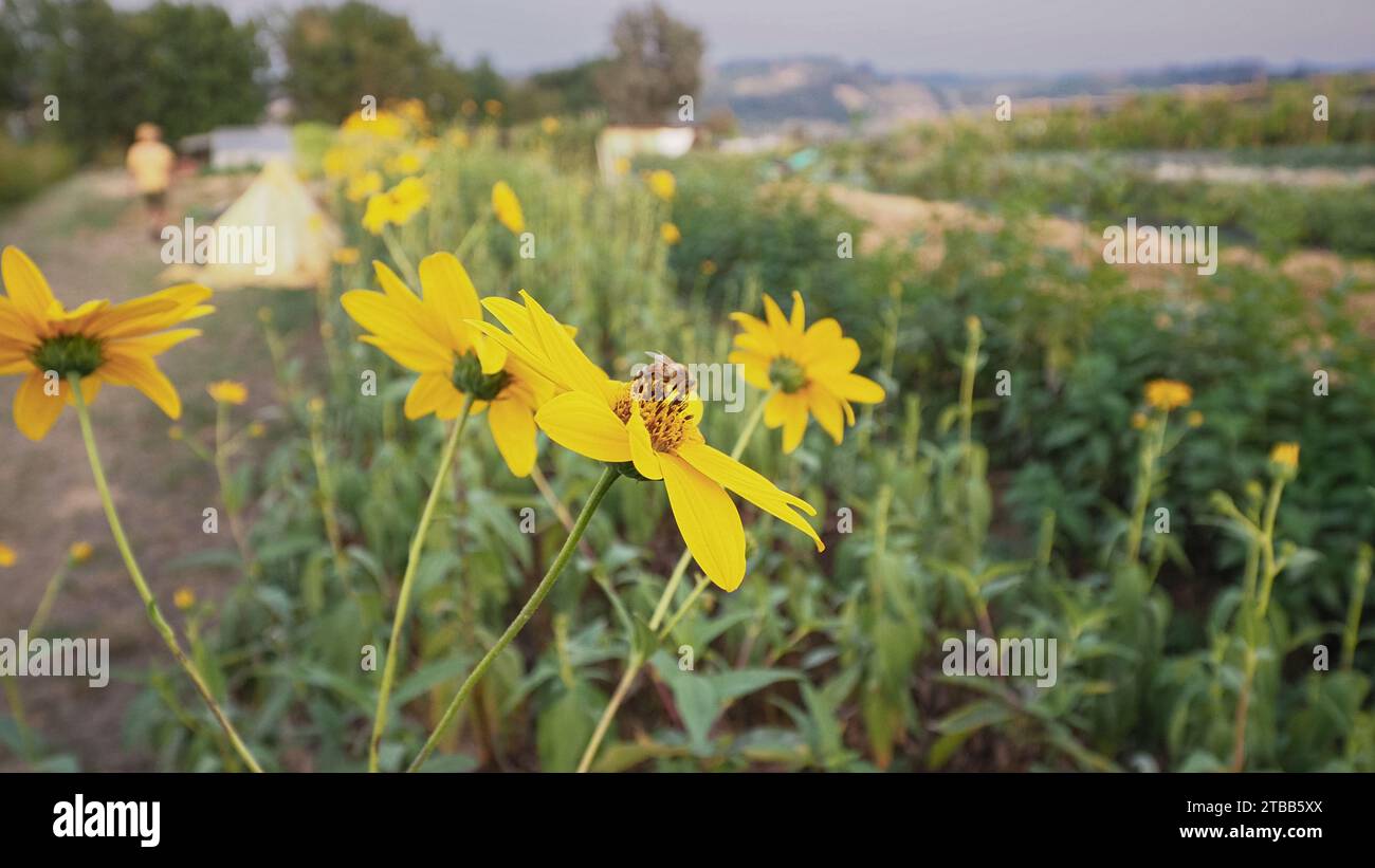 High res yellow flower hi-res stock photography and images - Alamy