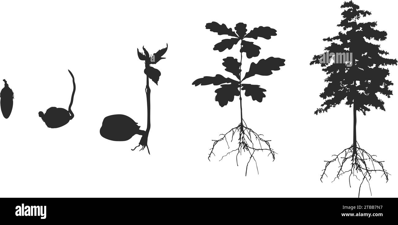 Life cycle of oak tree, Life cycle of oak tree silhouette,  Cycle of tree silhouette, Life cycle of oak vector, Life cycle of olk seed. Stock Vector