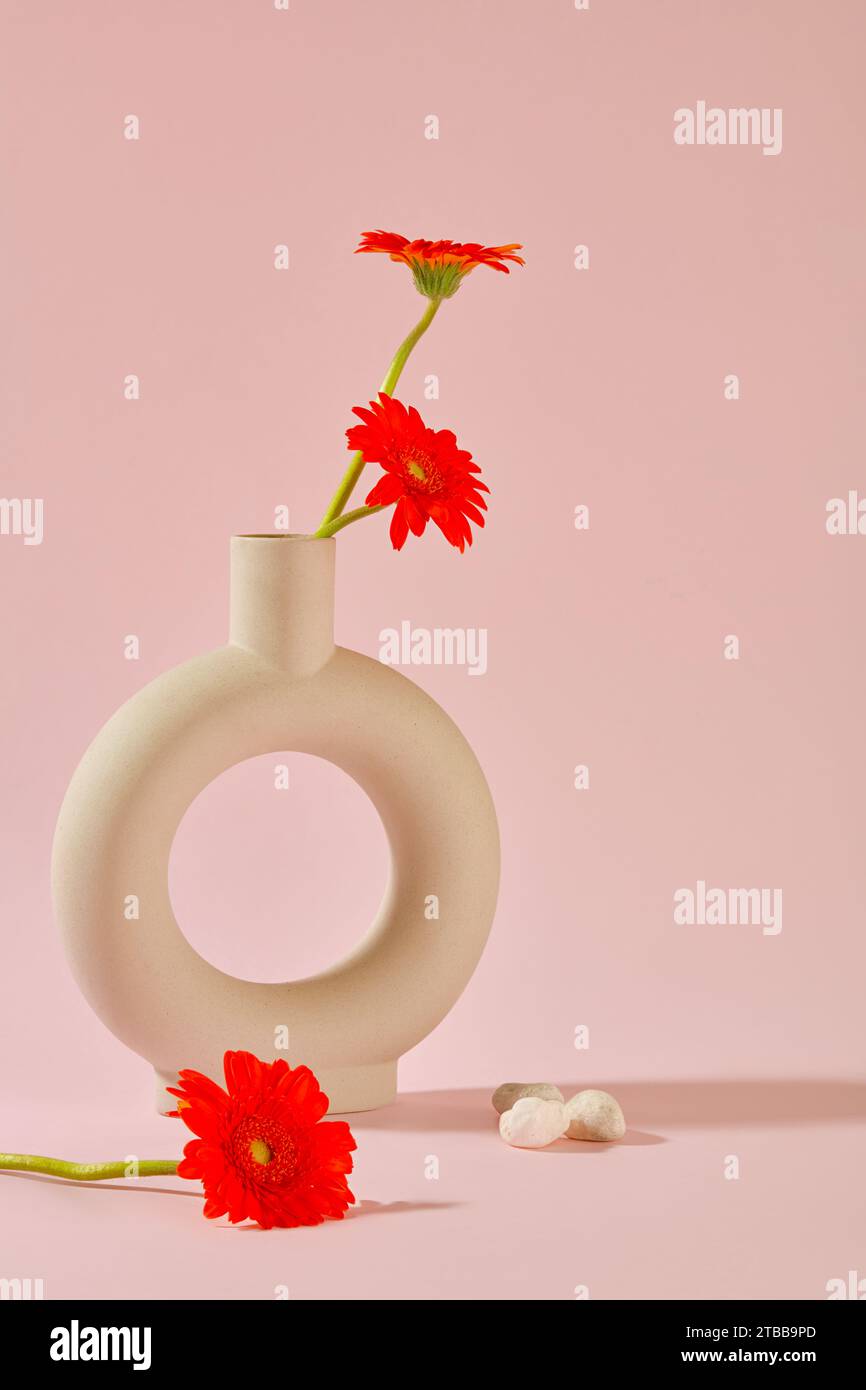 Gerbera flowers are arranged in an O-shaped vase on a pastel pink background. Gerbera is a plant of the daisy family, first grown in South Africa and Stock Photo