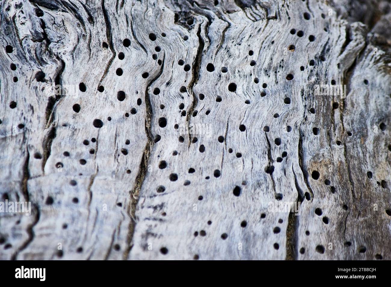 Natural textures background Stock Photo