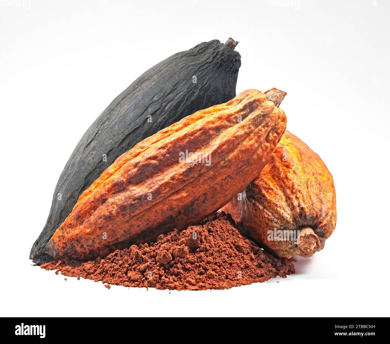 Cacao or Cocoa fruits isolated on white background Stock Photo Alamy