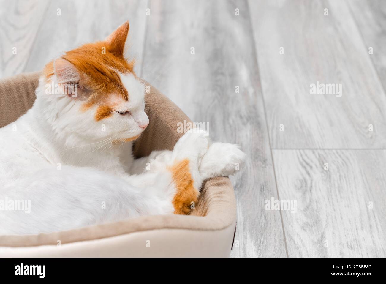 Image showcasing domestic cat sleeps in a bed in a funny pose. cute cat sleeping in a ...