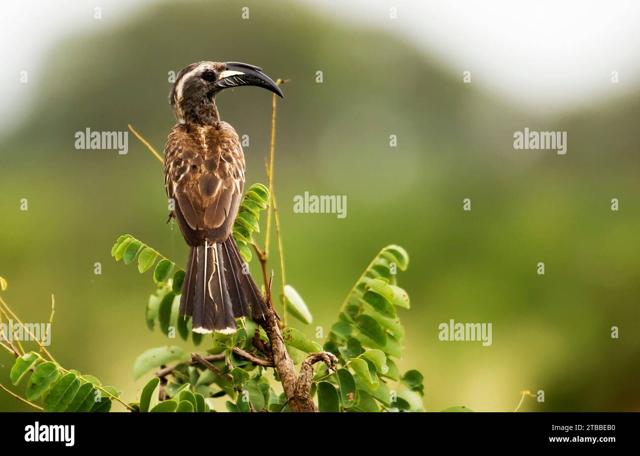 African Grey Hornbill - Tockus nasutus Stock Photo
