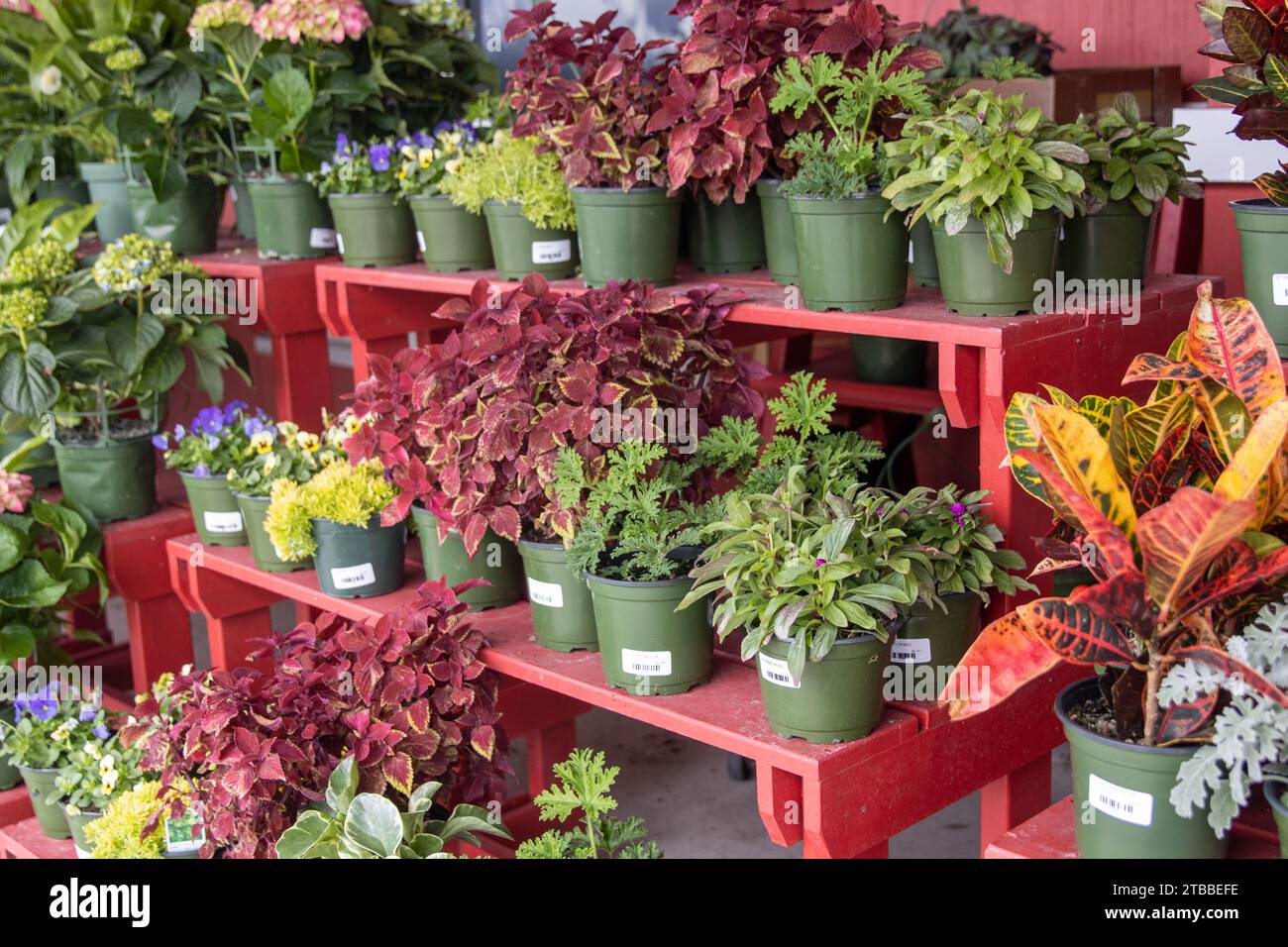 Bunch of Potted Plants for sale Stock Photo - Alamy