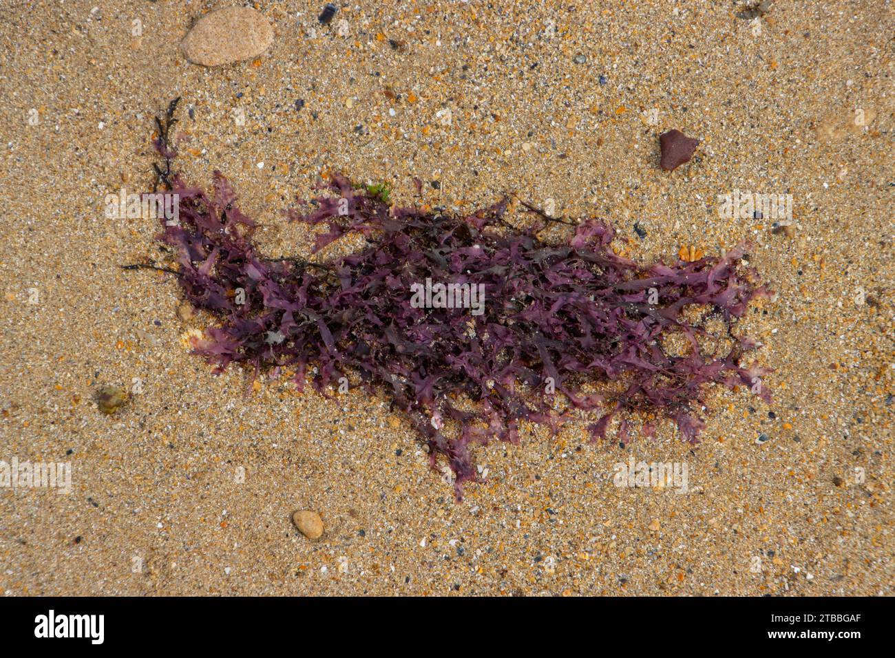 Close up of red algae lying in the sand at the beach Stock Photo