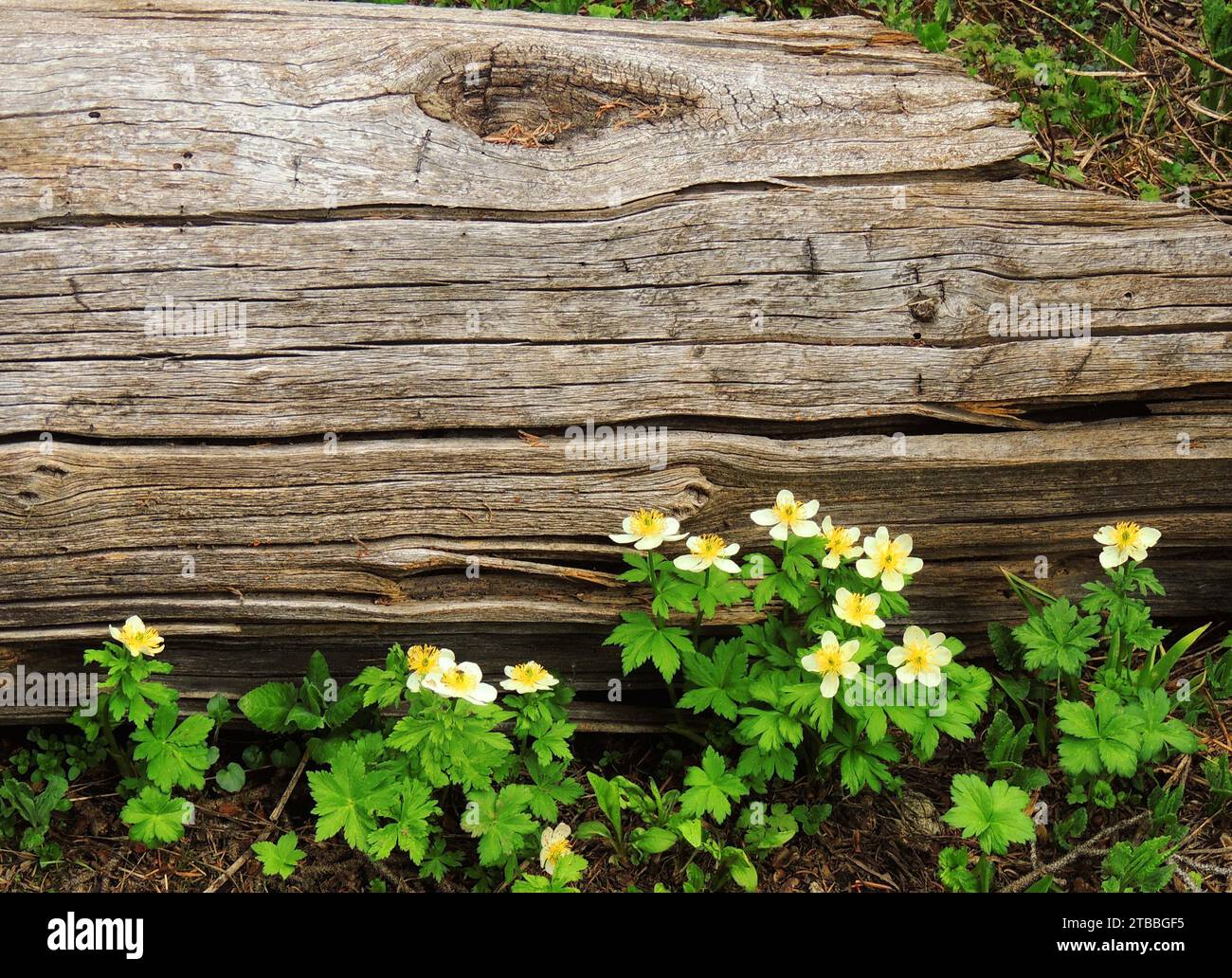 pretty yellow globeflower wildflowers  next to a log in the indian peaks wilderness area, colorado Stock Photo