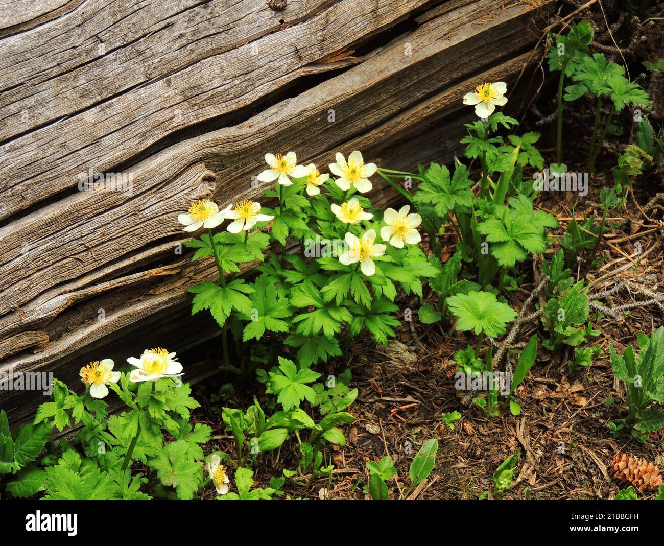 pretty yellow globeflower wildflowers  next to a log in the indian peaks wilderness area, colorado Stock Photo